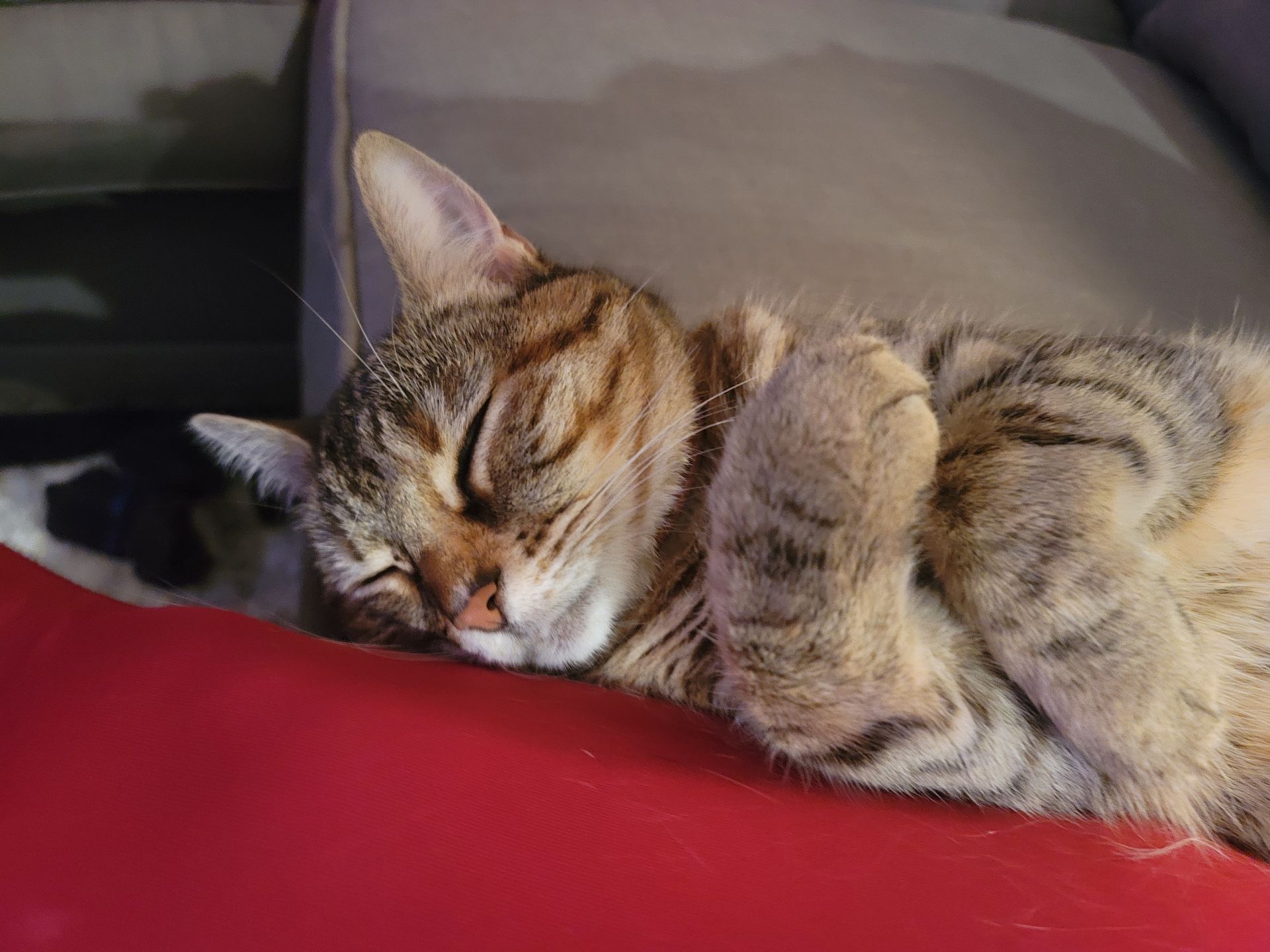 Sleeping tabby cat curled up on a red surface, eyes closed.
