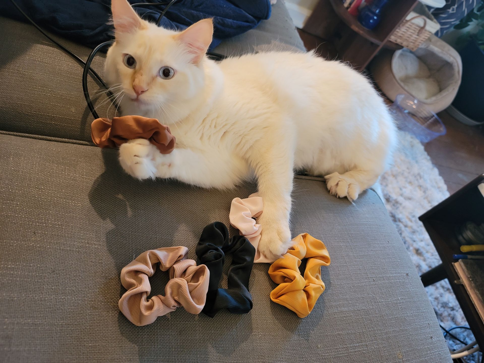 White cat on a gray couch with colorful scrunchies; cat holds one scrunchie in its paw.