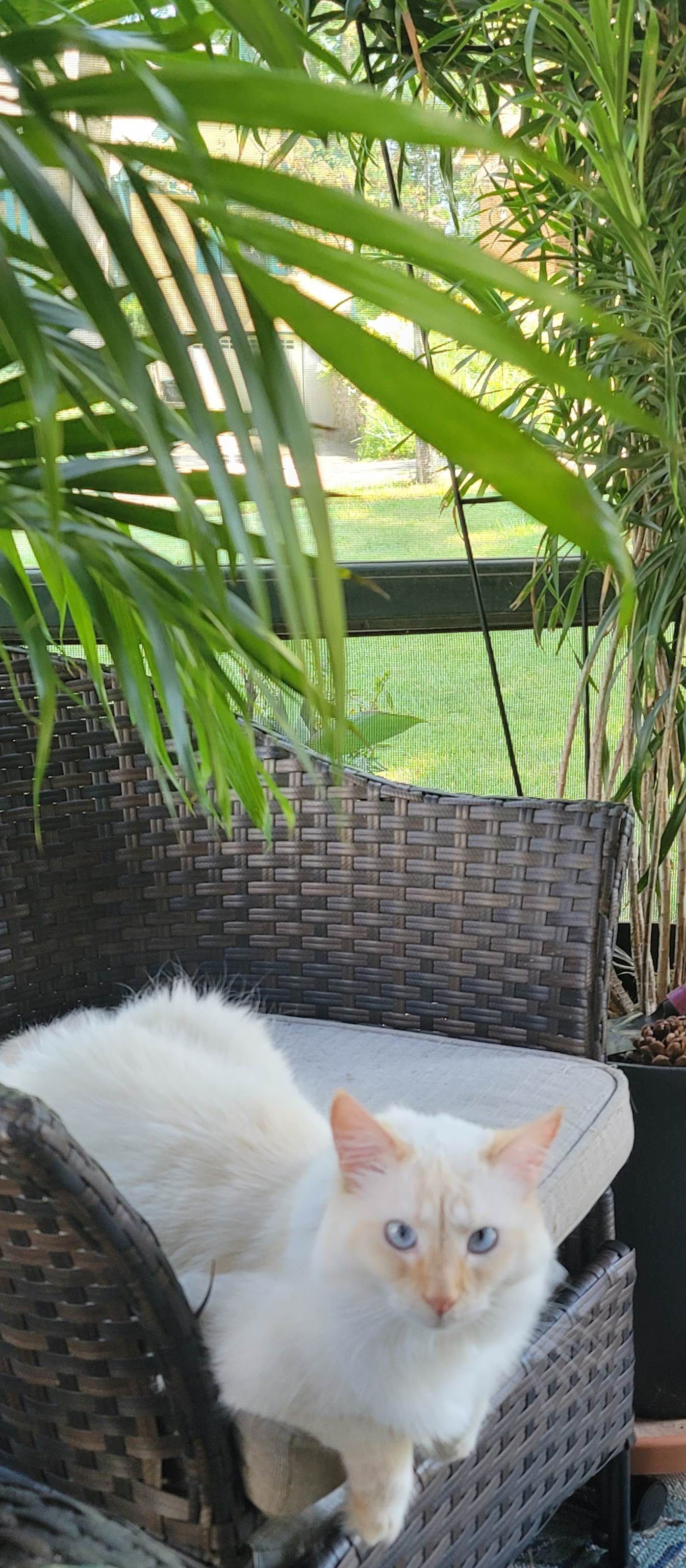 A light-colored cat with blue eyes sits in a wicker chair outdoors, with green foliage in the background.