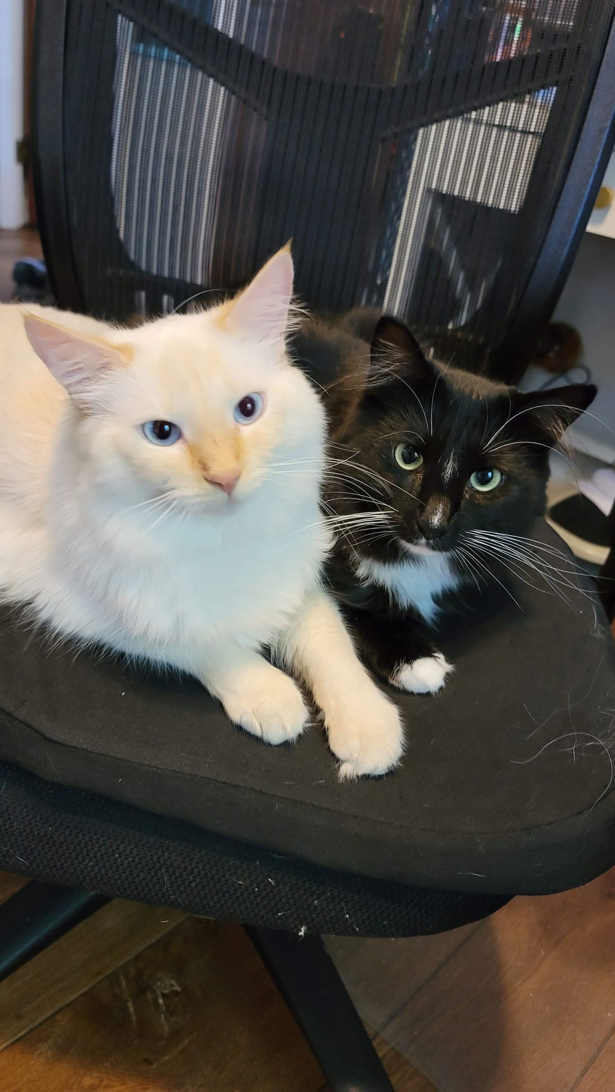 Two cats, one white with blue eyes, one black, sit together on a chair, both looking at the camera.