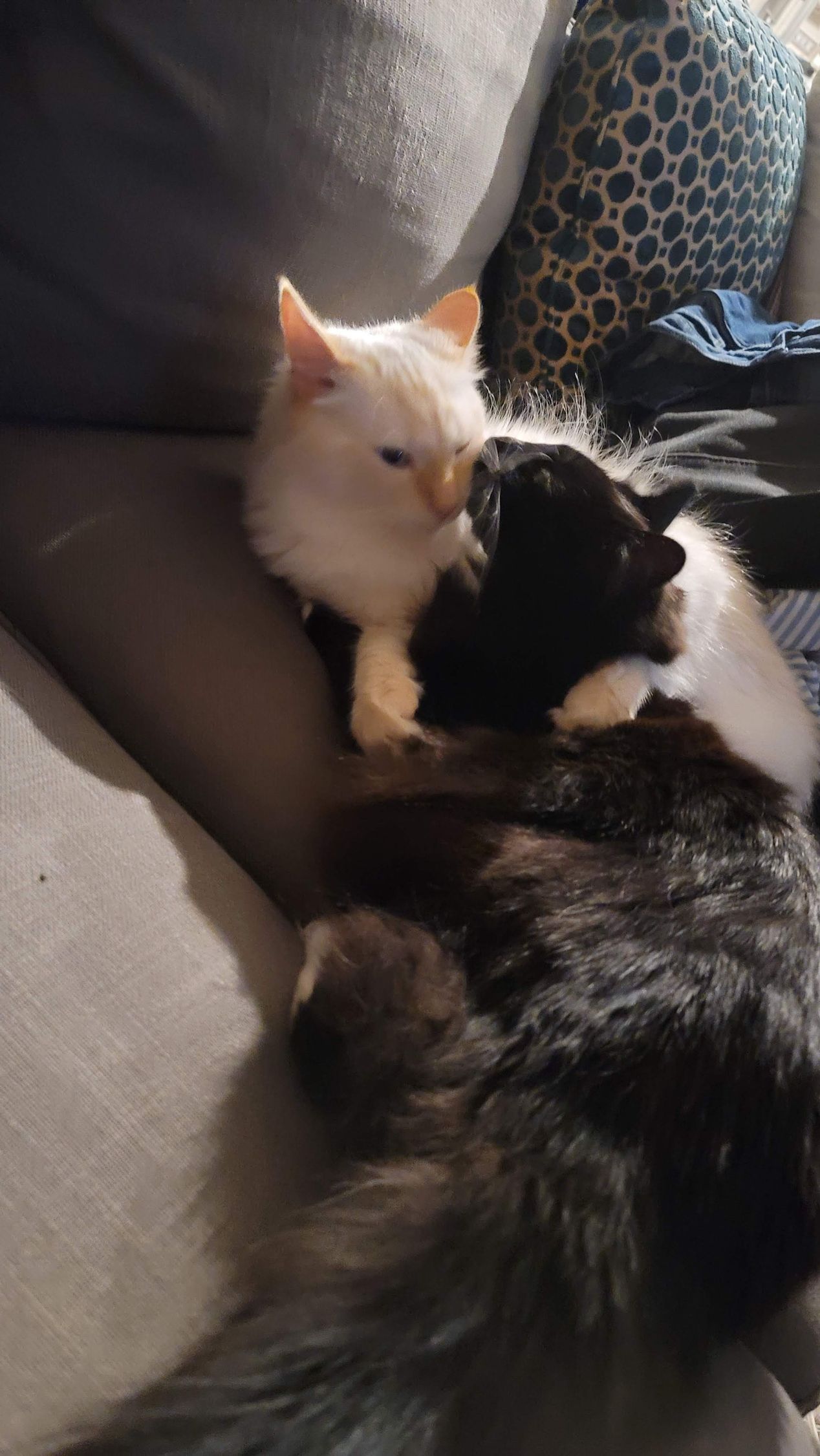 Two cats cuddling on a gray couch: one white, one black. The white cat is nuzzling the black cat.