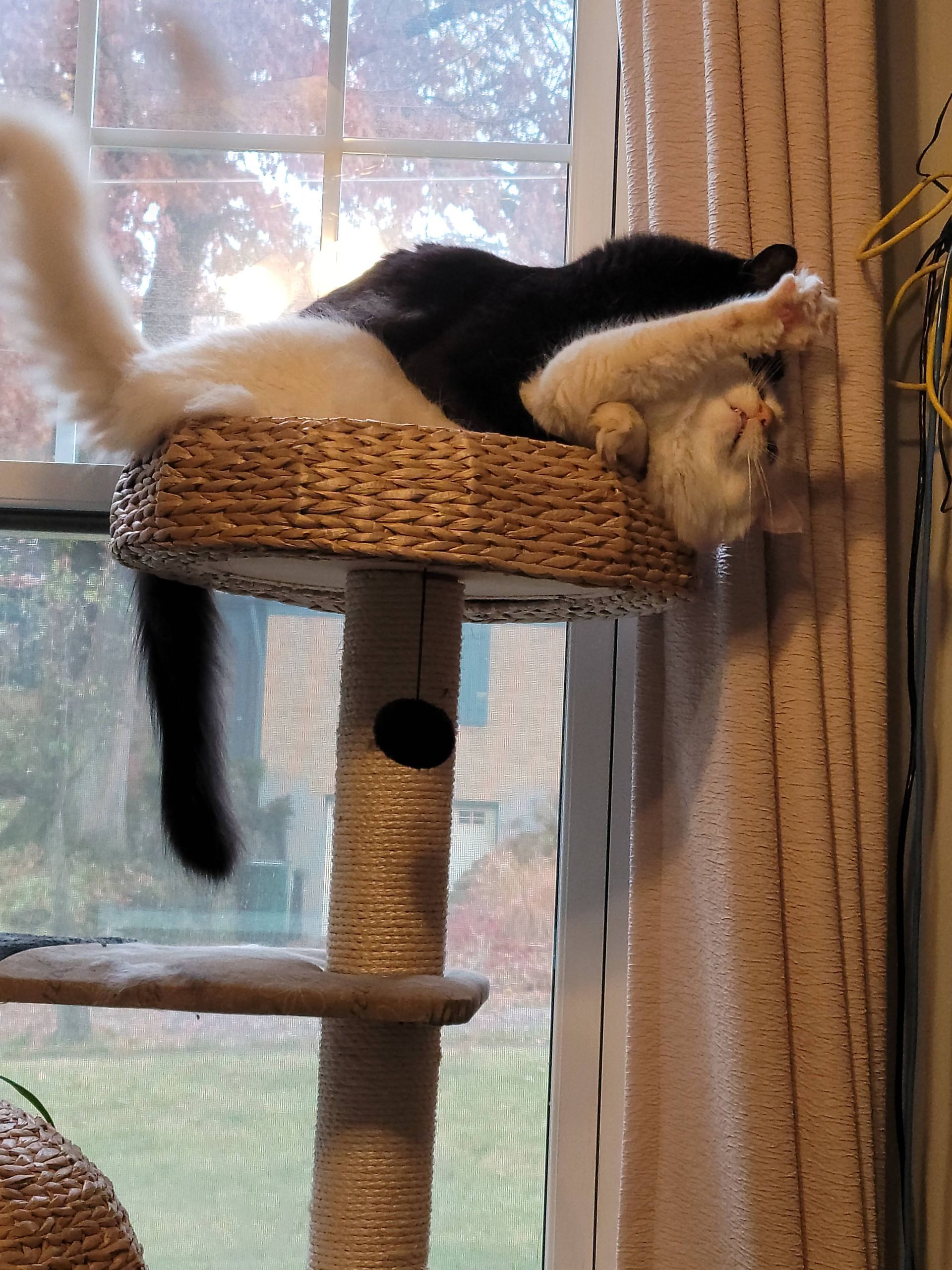 Black and white cat lounging on a woven cat tree by a window.