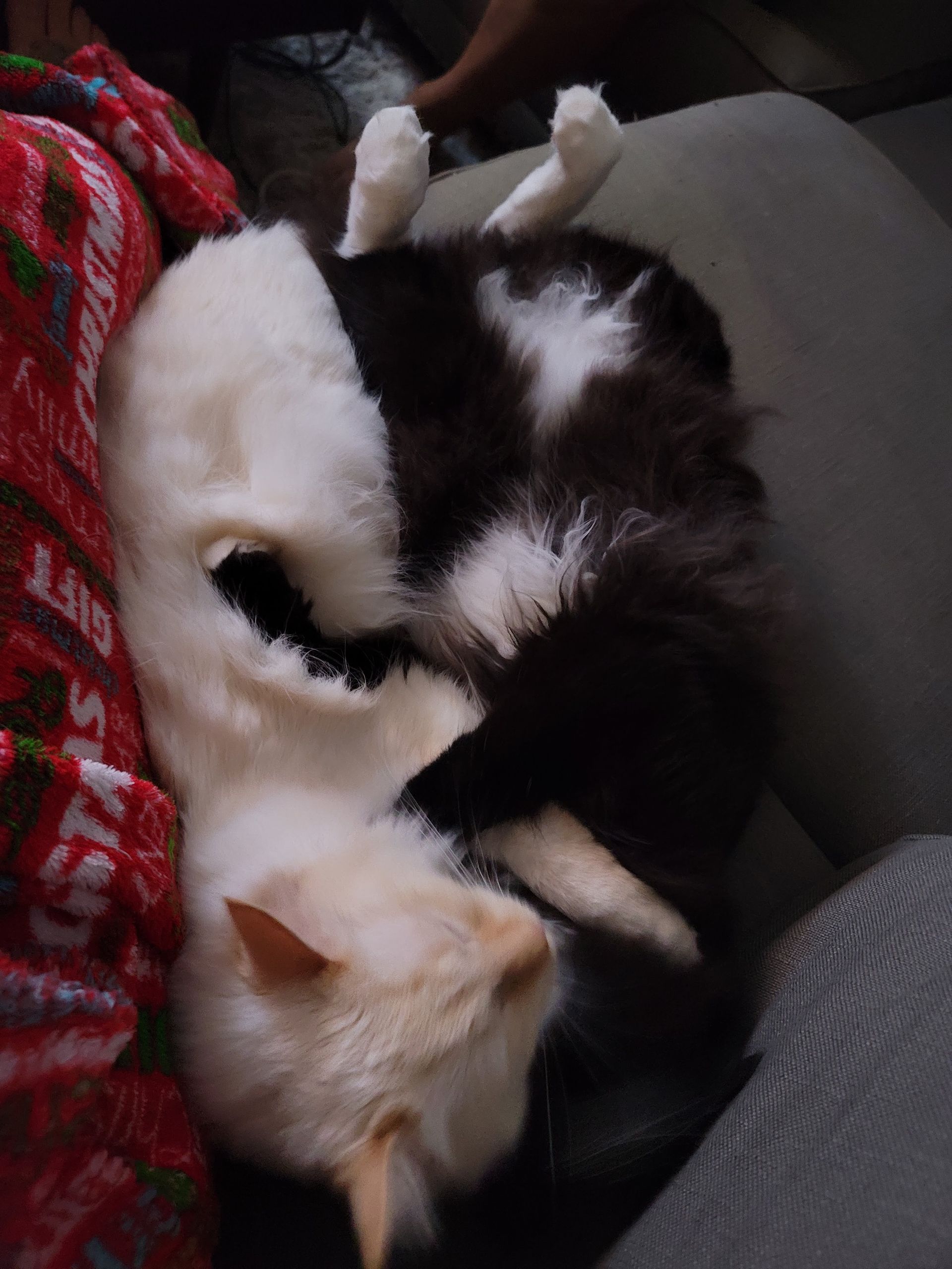 Two cats, white and black, curled up sleeping on a couch with red blanket.