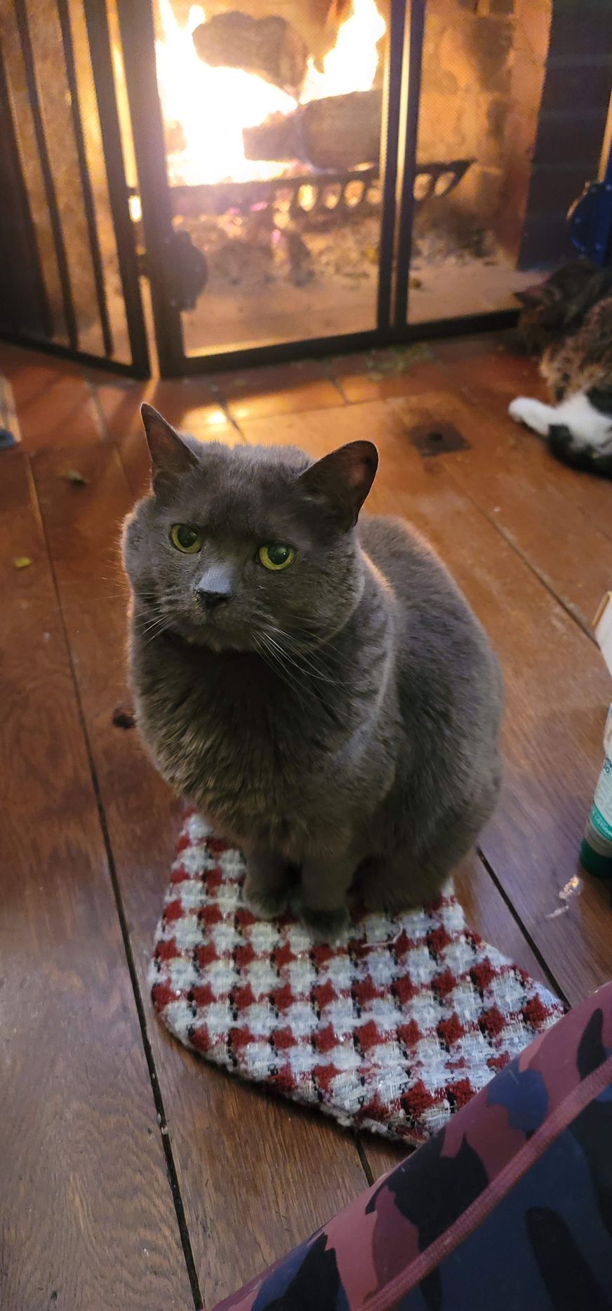 Gray cat sitting on a red and white checkered mat in front of a fireplace.