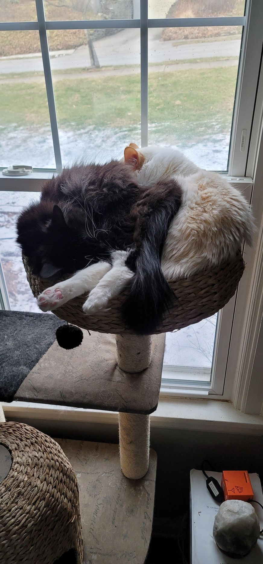 A calico cat curled up on a cat tree near a window.