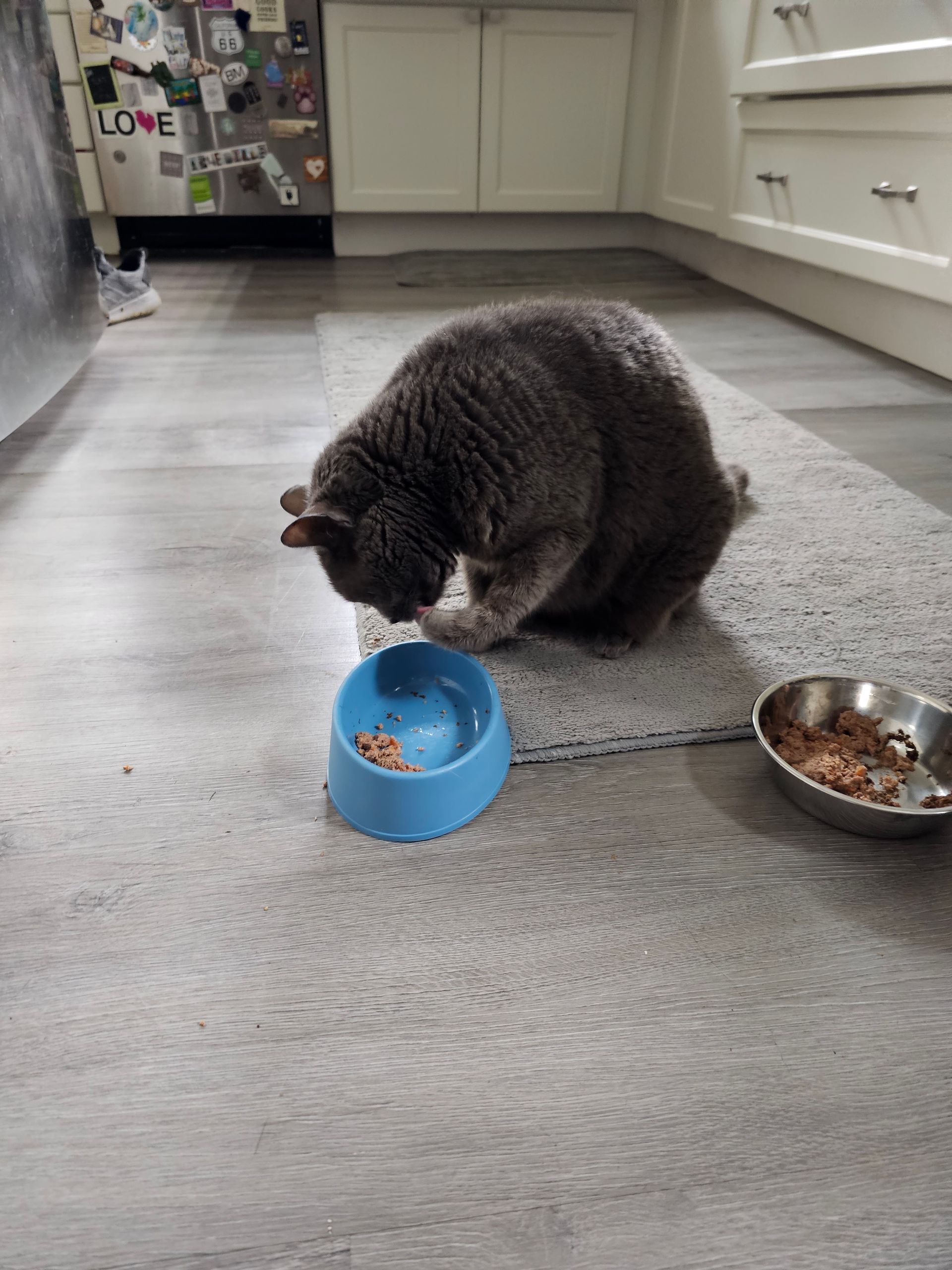 Gray cat eating from a blue bowl on a gray rug near a stainless steel bowl and white cabinets.