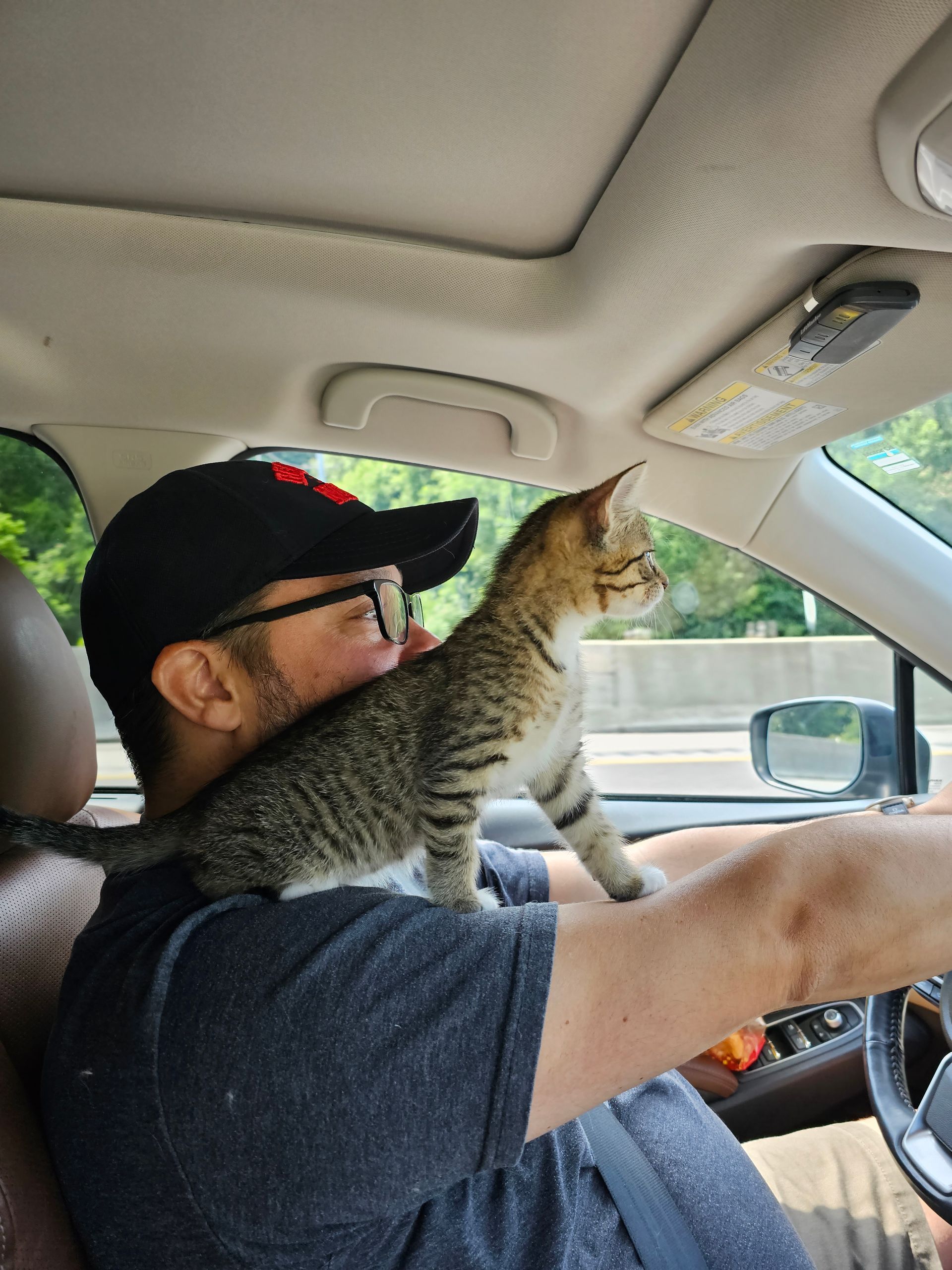Man driving with a tabby kitten perched on his shoulder, looking out the window in a car.
