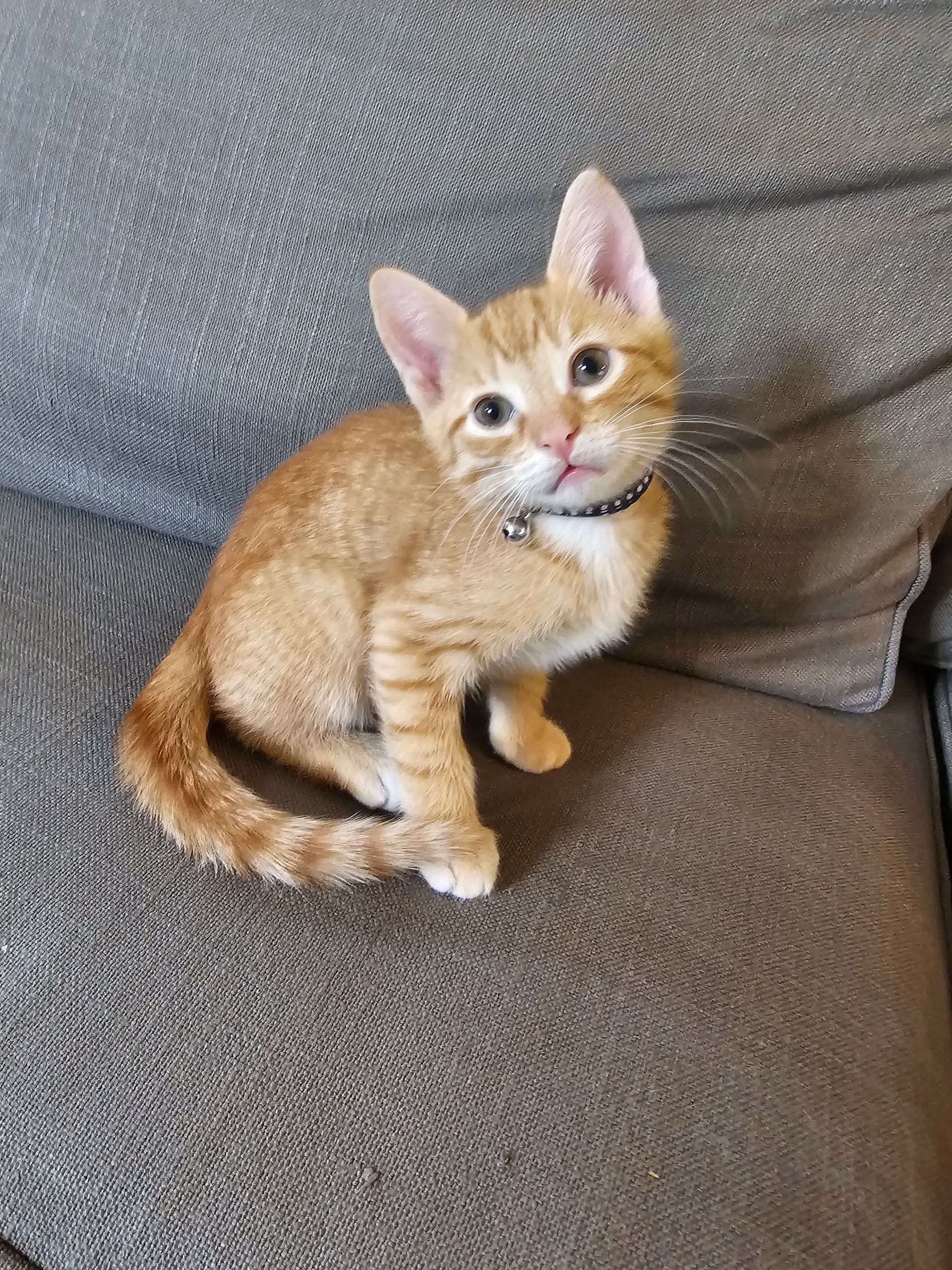 Orange tabby kitten with a black collar sits on a gray couch, looking up.