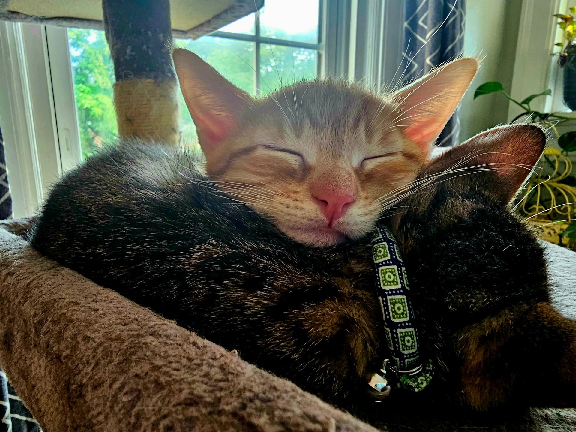 Two kittens asleep, one orange and one tabby, snuggled on a cat tree.