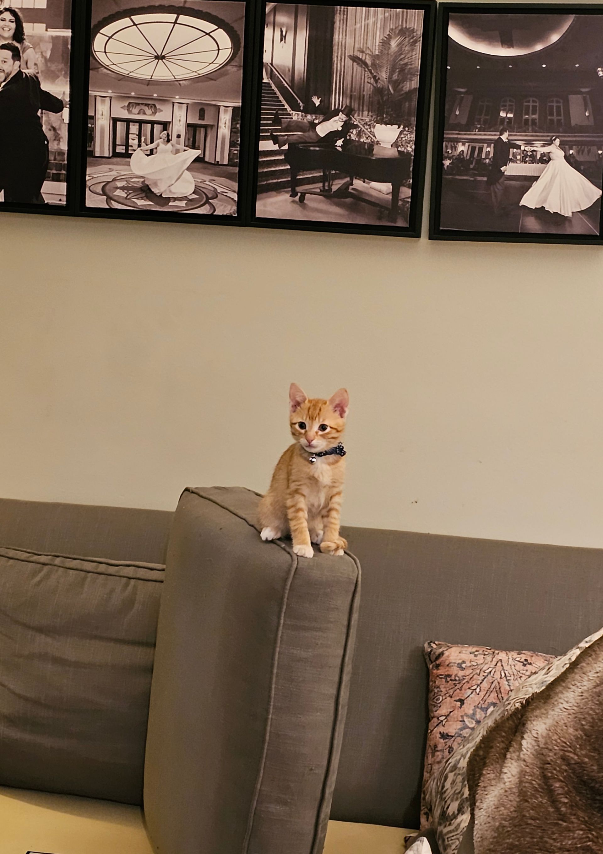 Orange kitten wearing a bow tie sitting on a couch. Black and white photos on wall.