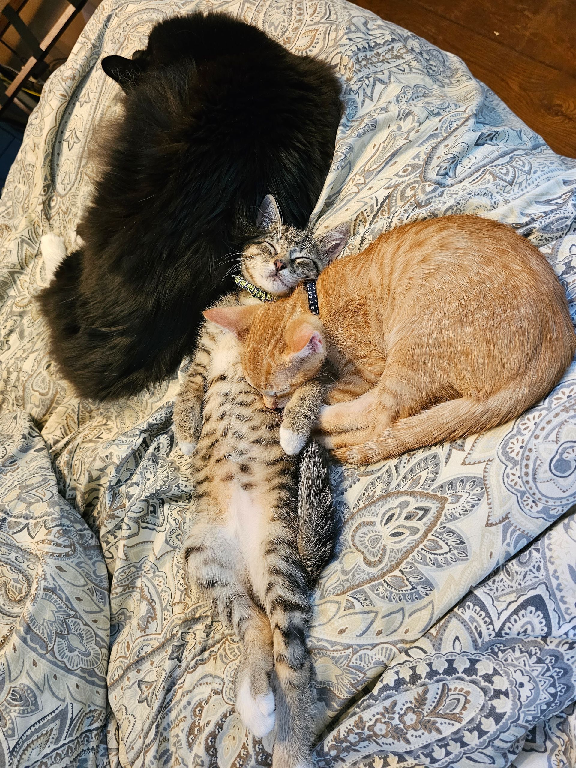 Three cats of different colors napping on a patterned blanket: black, orange, and tabby.