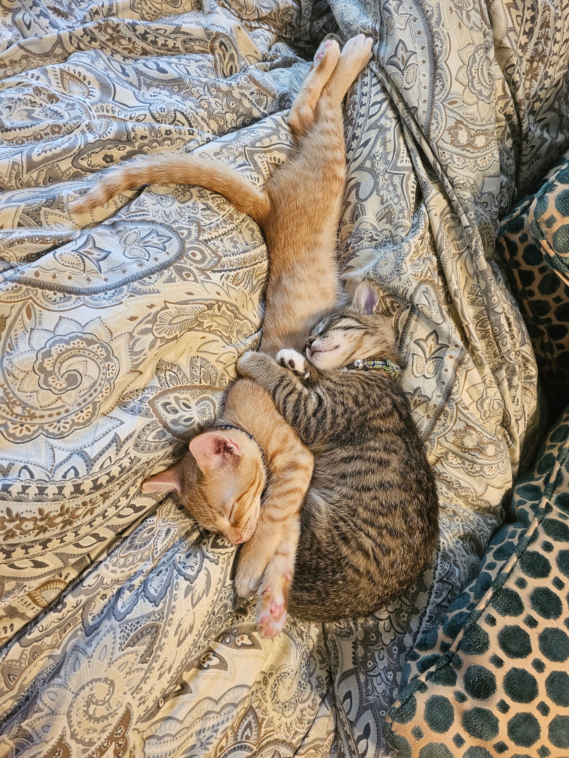 Two kittens sleeping cuddled together on a patterned blanket. One is orange, the other is tabby.