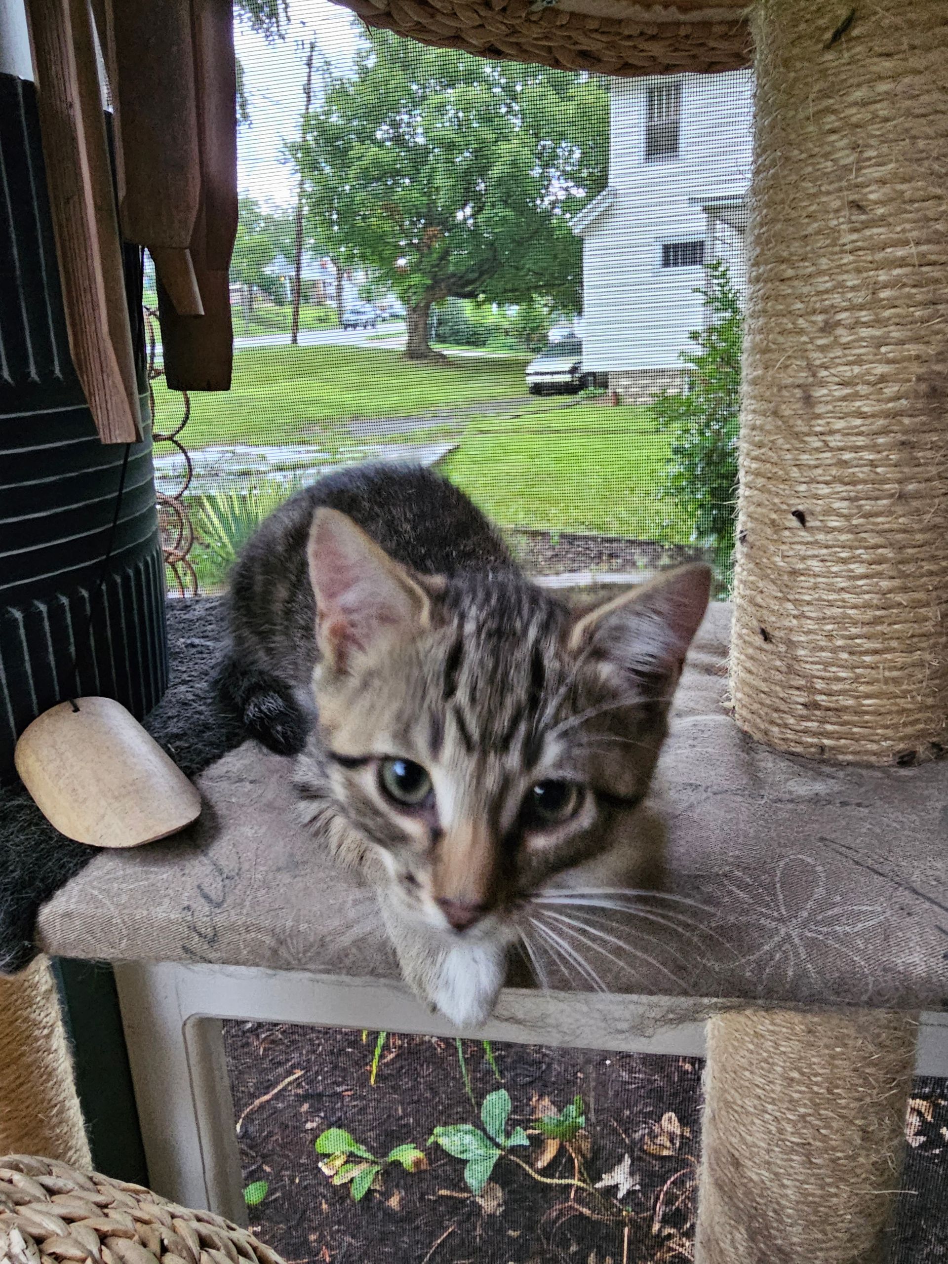 Tabby kitten on a cat tree, looking down at the viewer with a neutral expression, outside view visible in background.