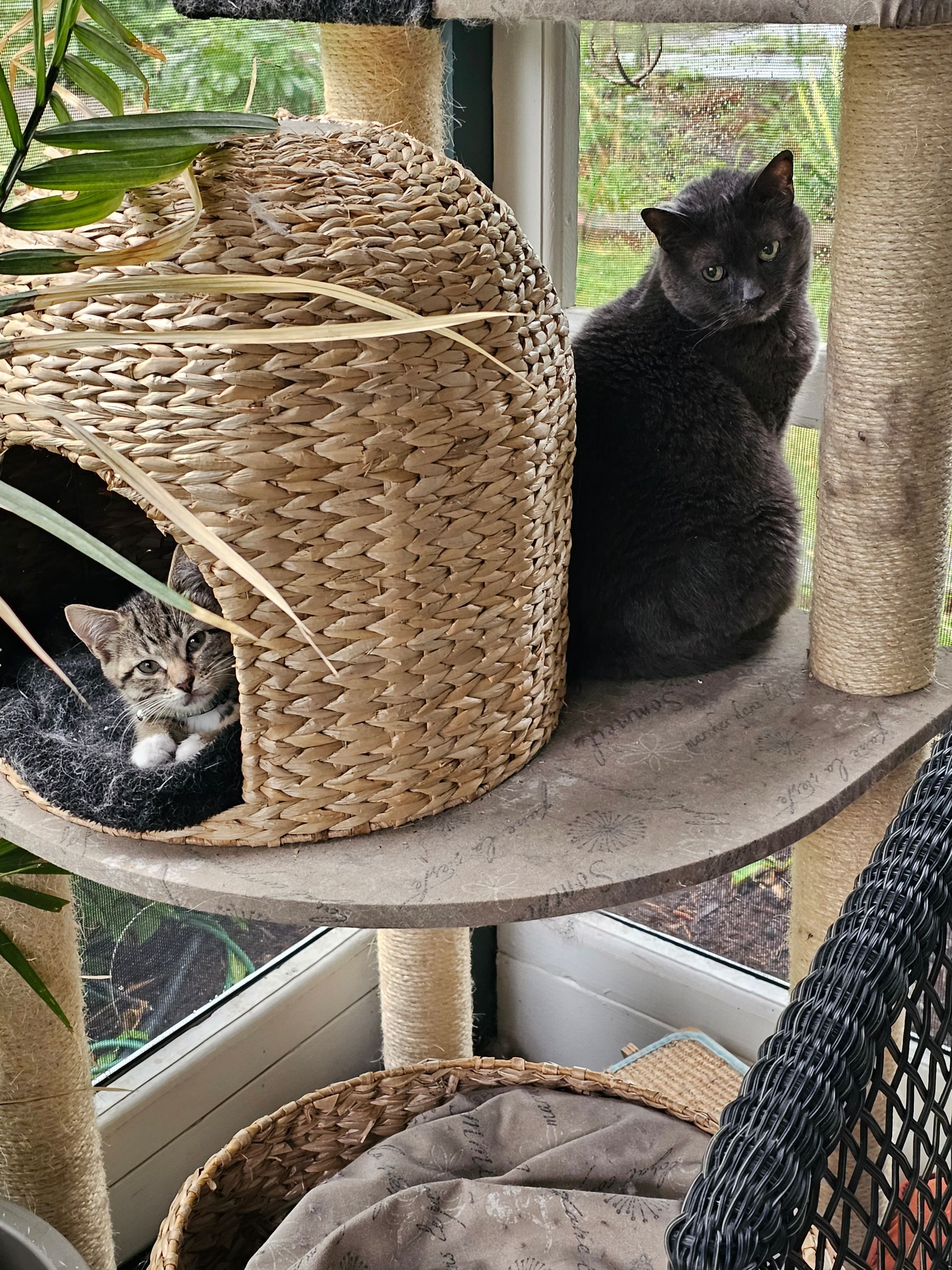 Two cats on a cat tree. A grey cat sits on a perch next to a woven bed with a kitten inside.