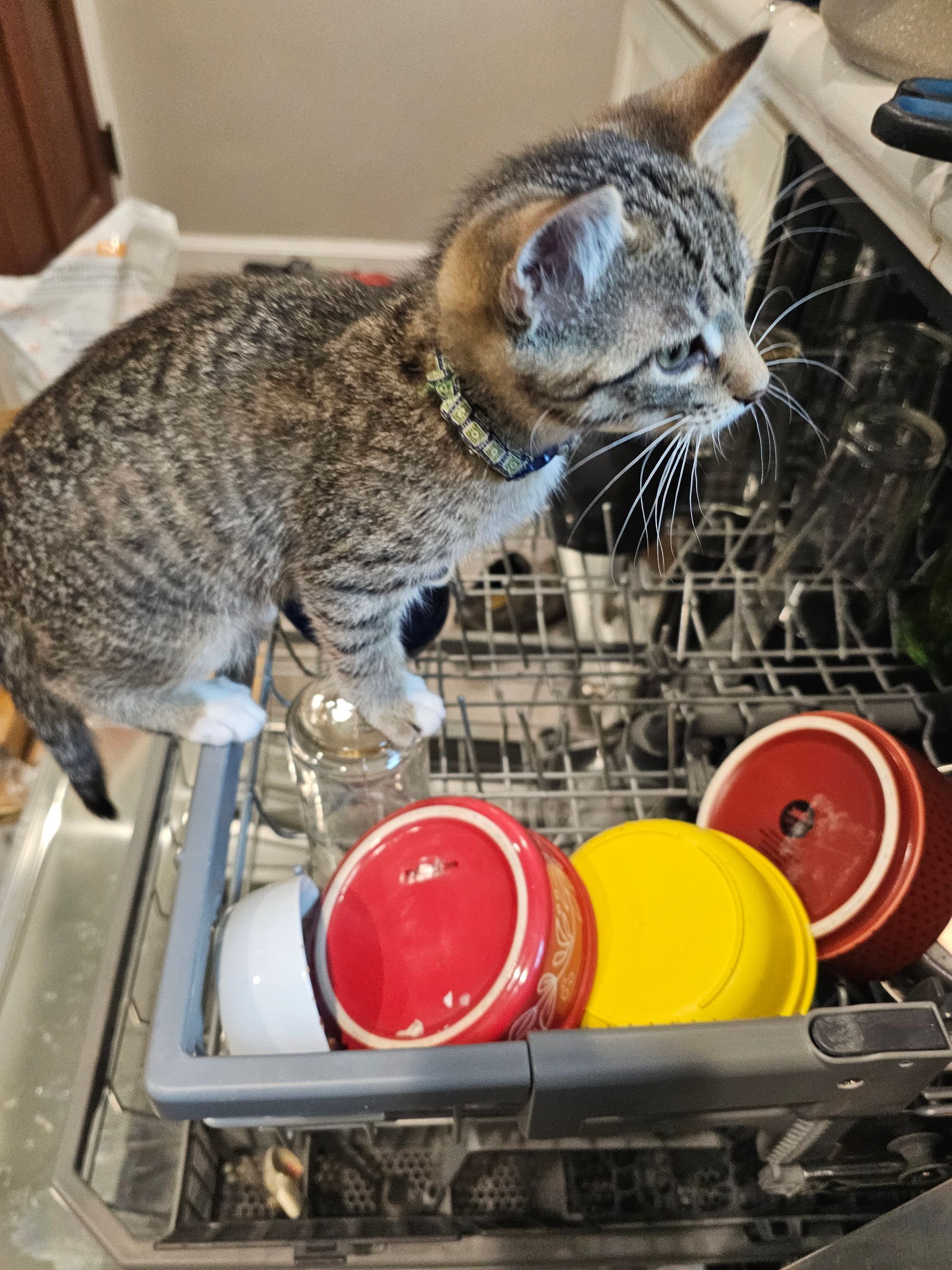 Cat standing in an open dishwasher with colorful bowls.