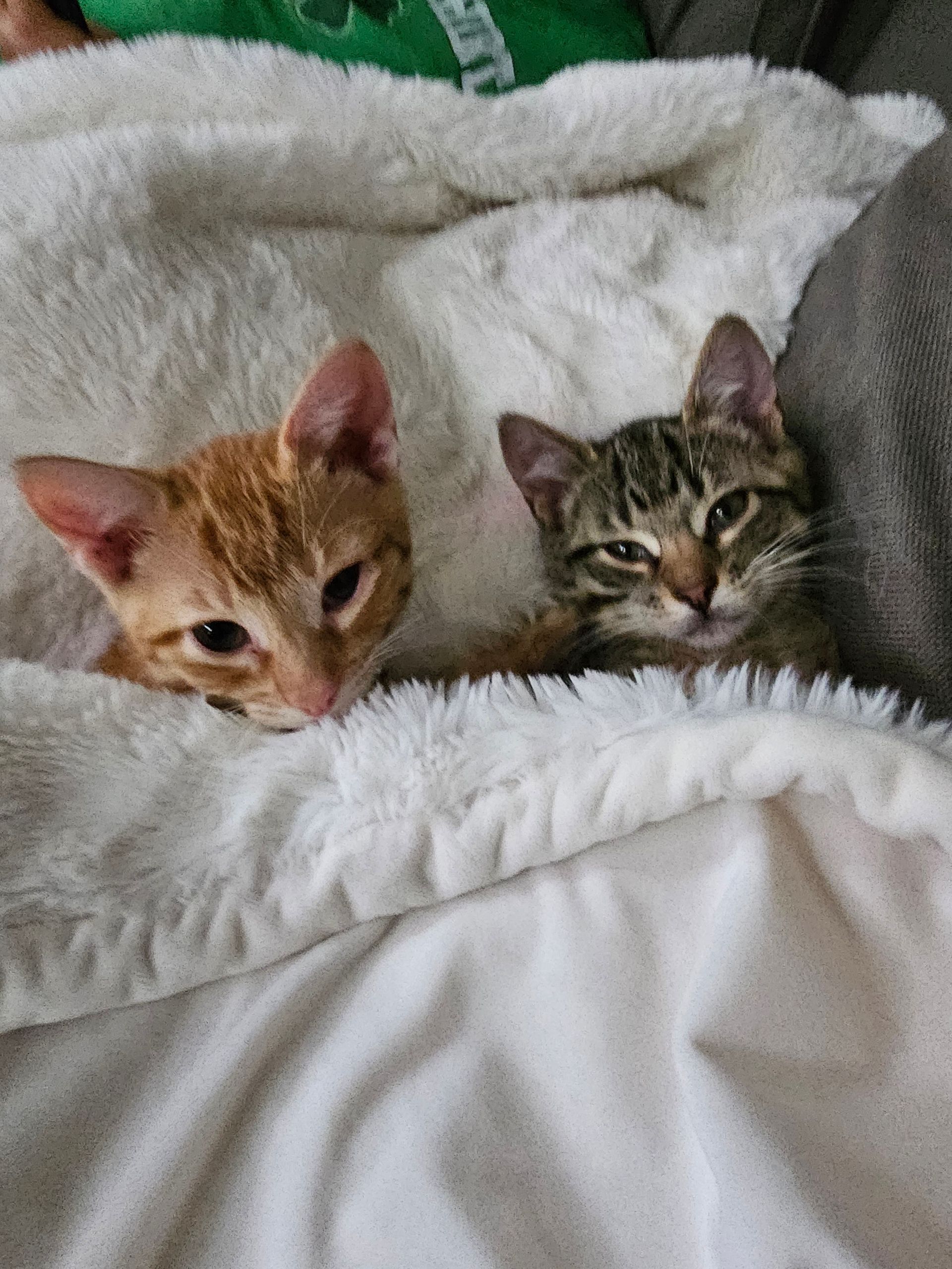 Two kittens snuggled under a white fluffy blanket; one orange, one tabby.