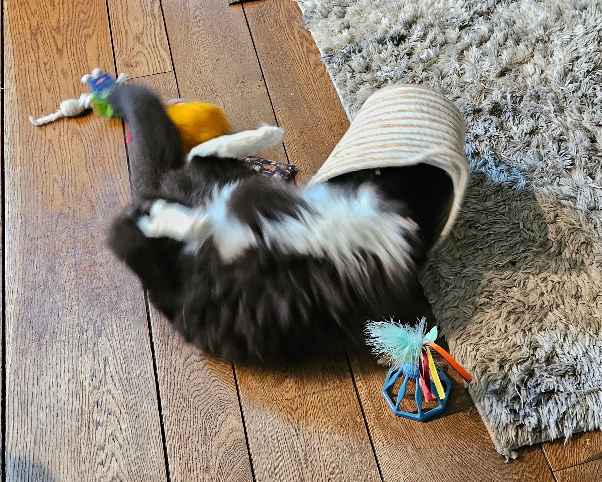 Cat lying on its back on wood floor with toys and a woven hat.