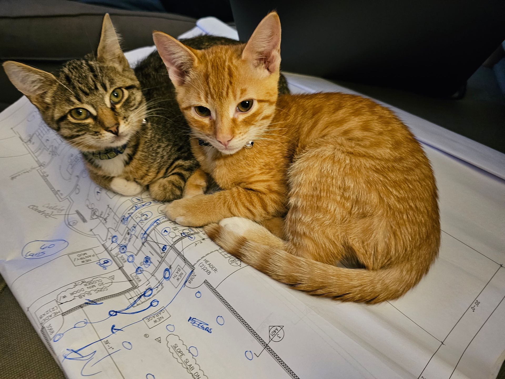 Two kittens, tabby and orange, resting on top of blueprints.