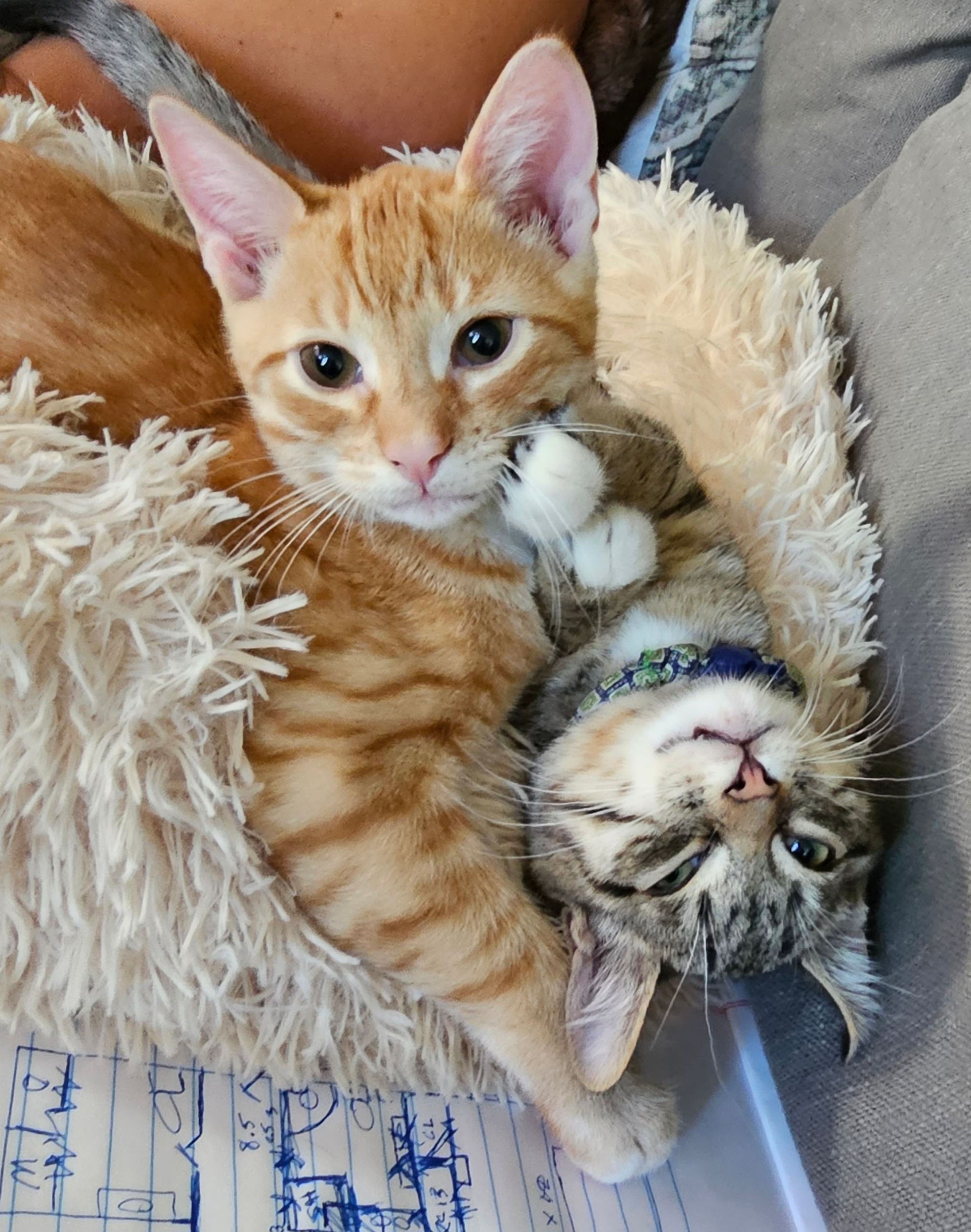 Two kittens snuggled together, one orange, one tabby, in a furry blanket.