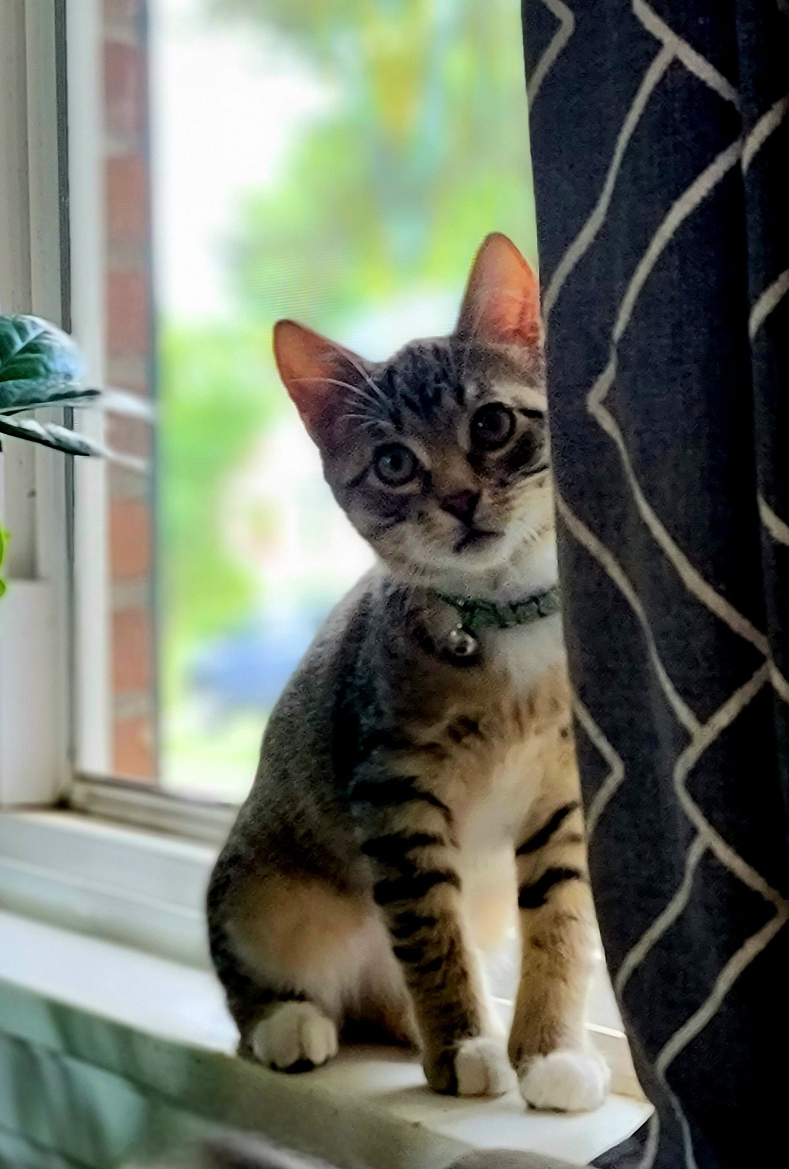 Tabby cat with white paws, wearing a green collar, sits on a windowsill, peeking from behind a curtain.