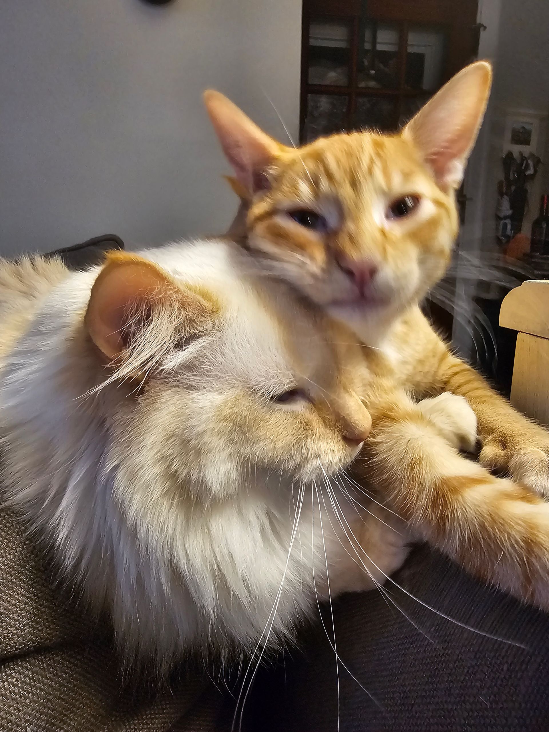 Two cats cuddling: tan and orange tabby resting on a fluffy cream-colored cat.
