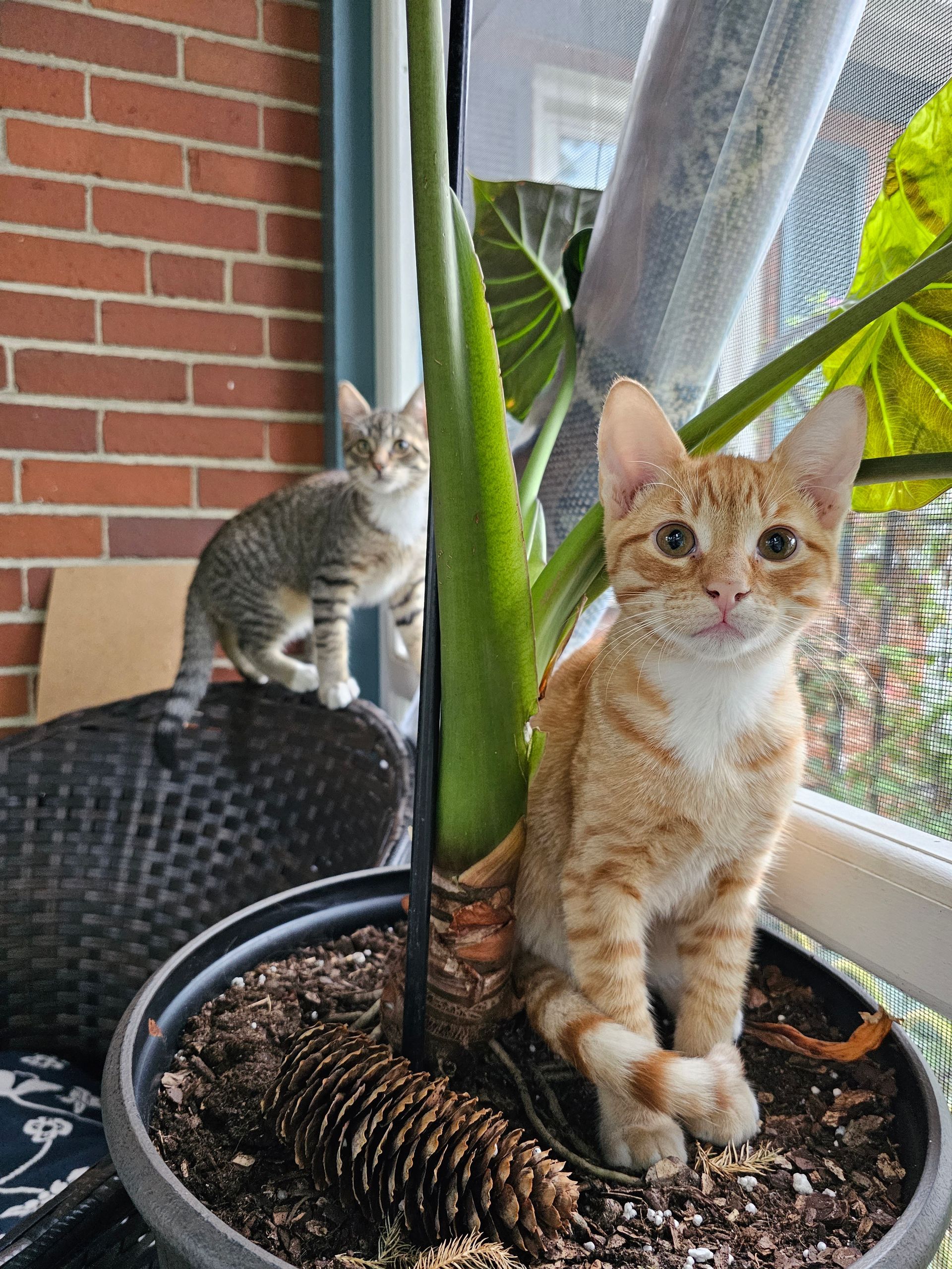 Two kittens near a potted plant on a balcony. One tabby stands on a seat, the other orange cat sits by the plant.