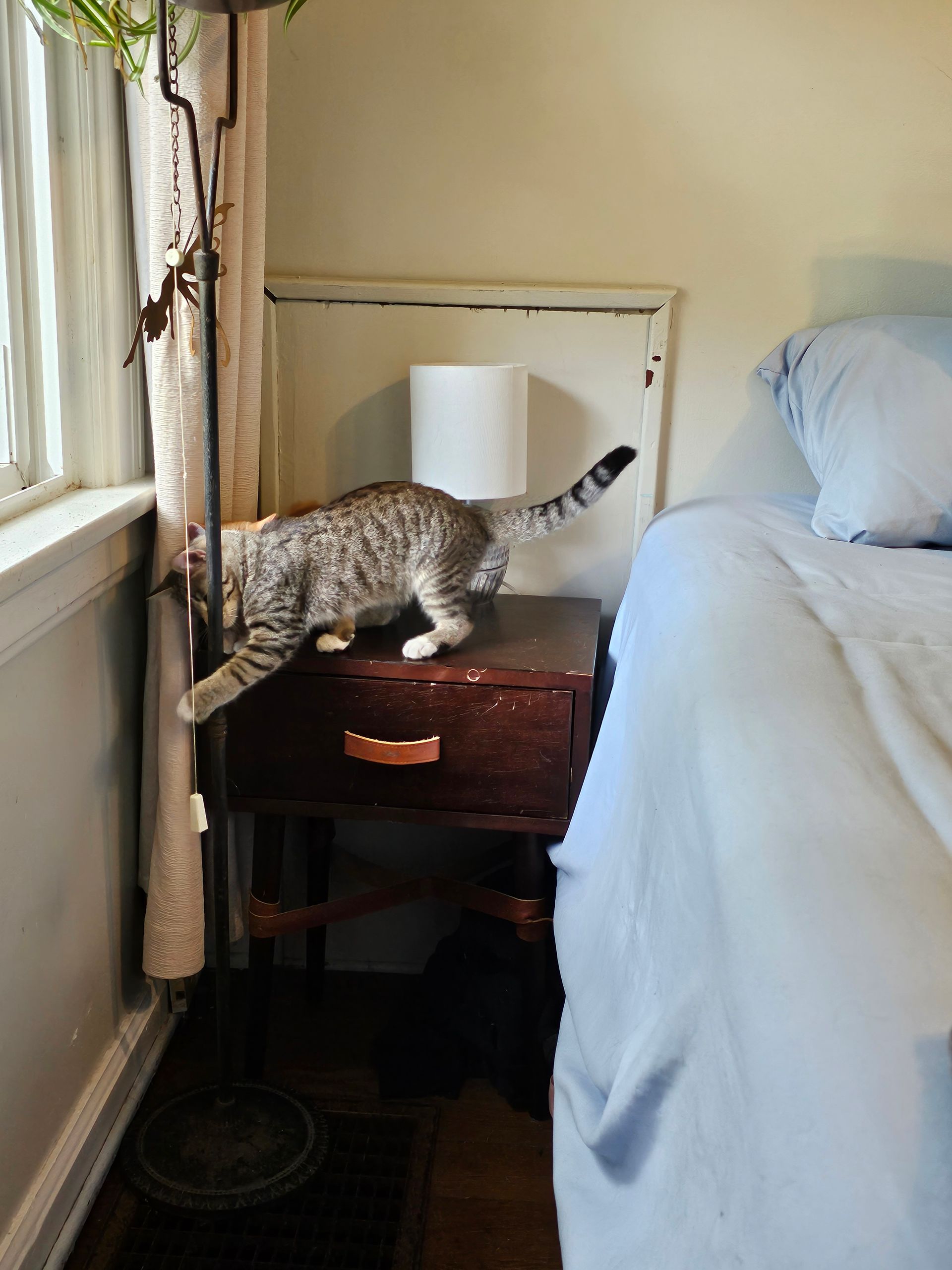 Cat on a nightstand, reaching towards a curtain near a window. Bedroom setting; gray and brown tabby cat.