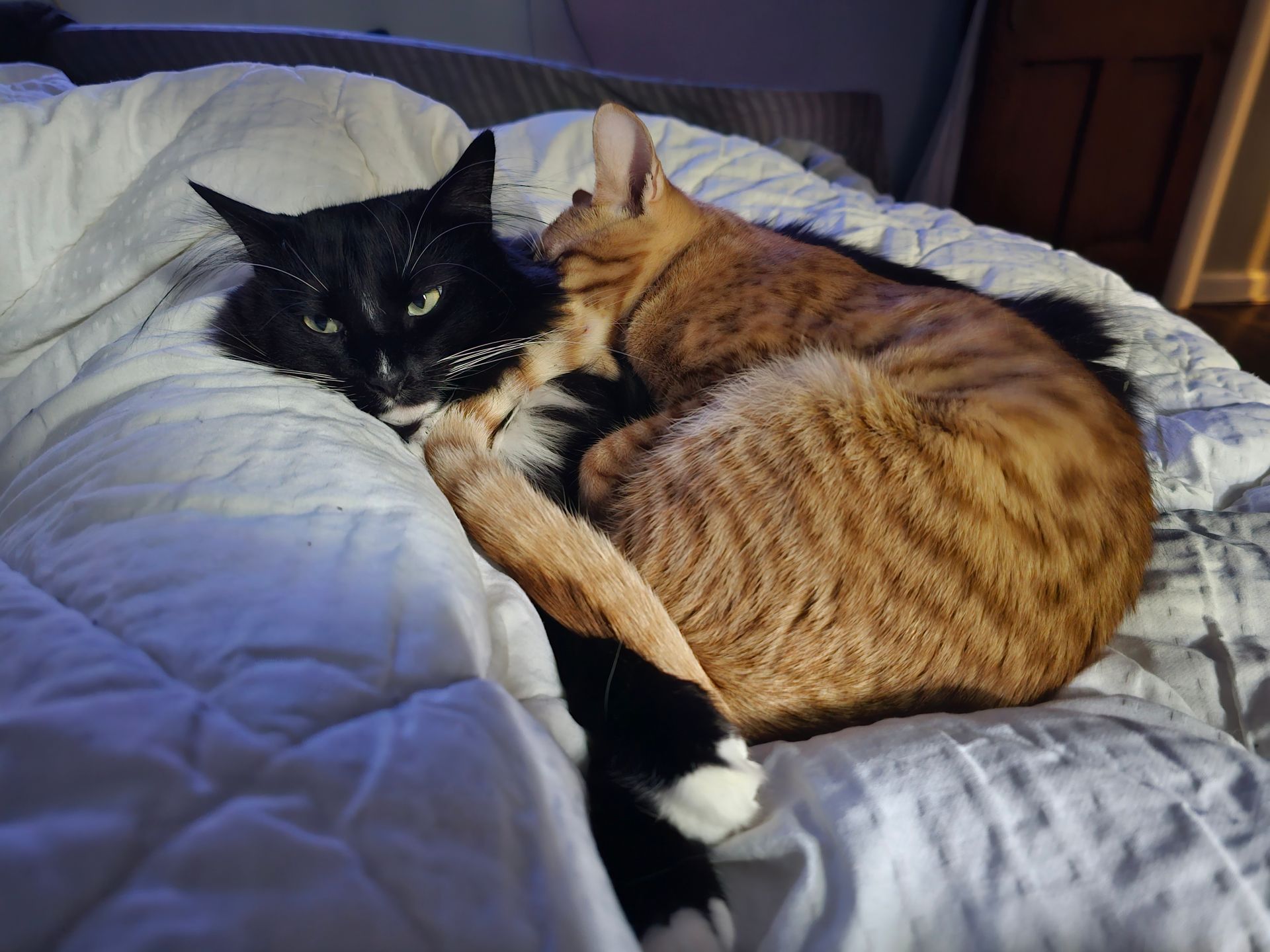 Two cats cuddling on a bed; one black and white, the other orange; resting on white comforter.