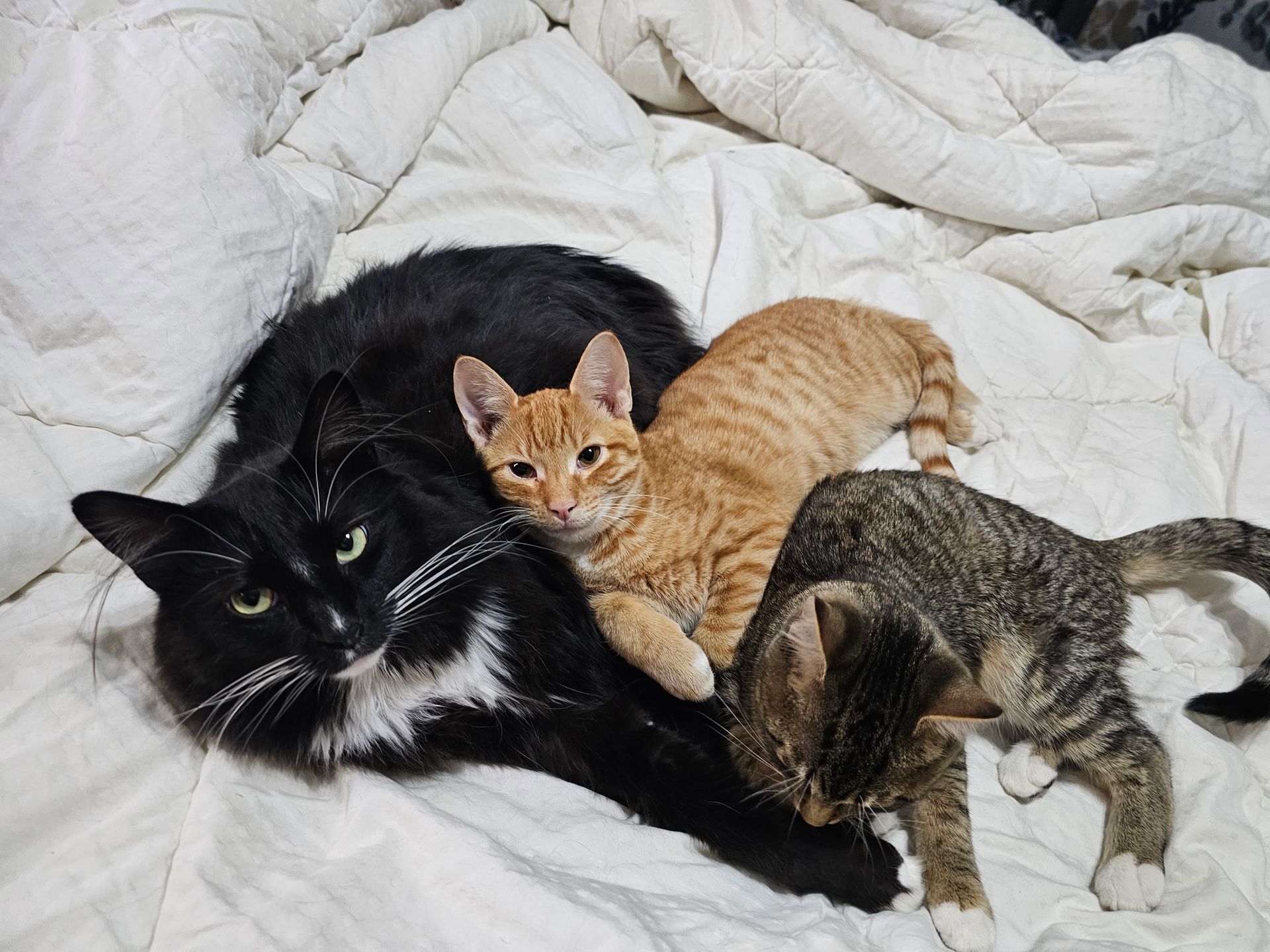Three cats of different colors cuddled on a white blanket: black, orange tabby, and gray tabby.