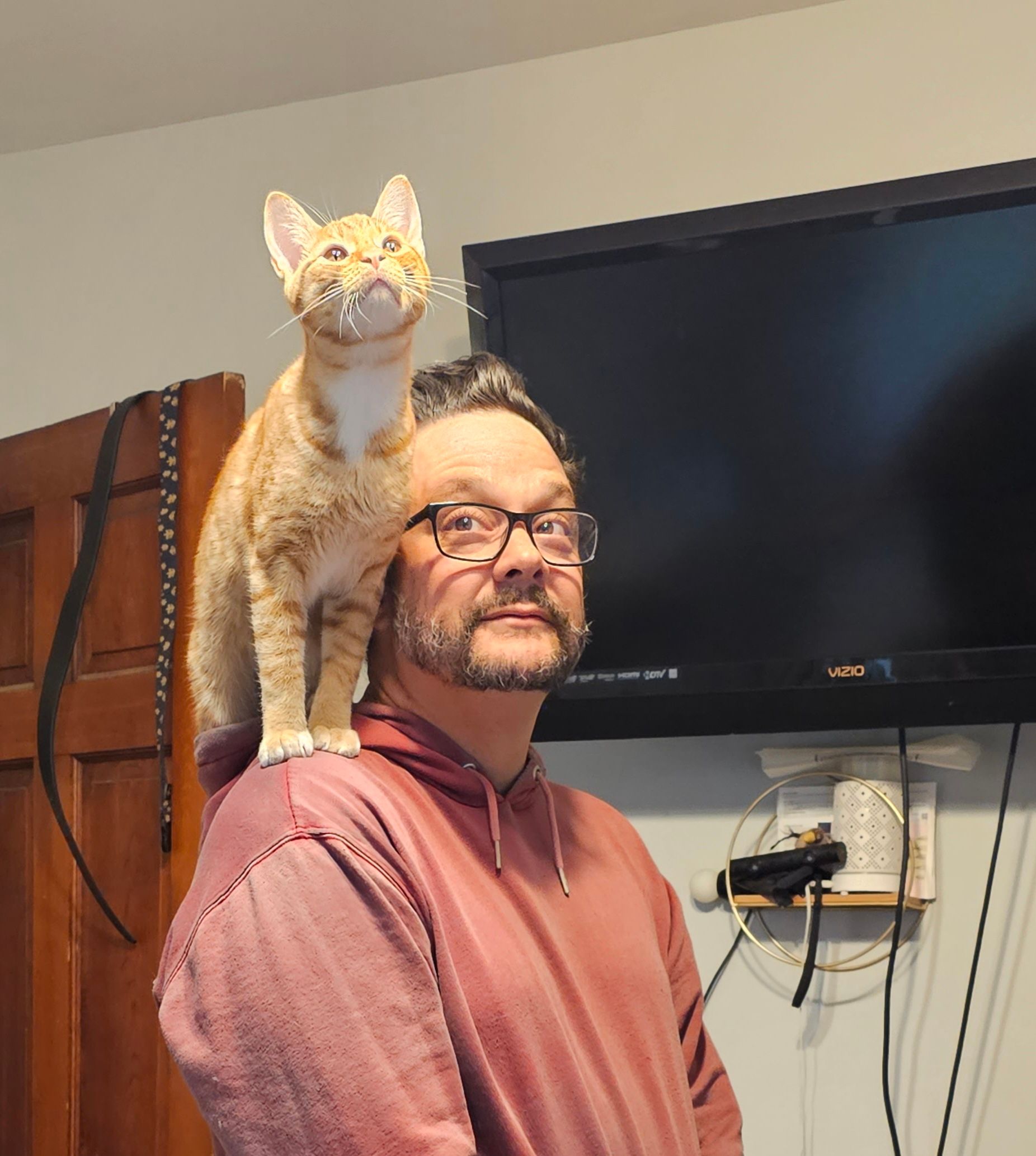 Orange cat perched on a person's shoulder indoors, looking forward.