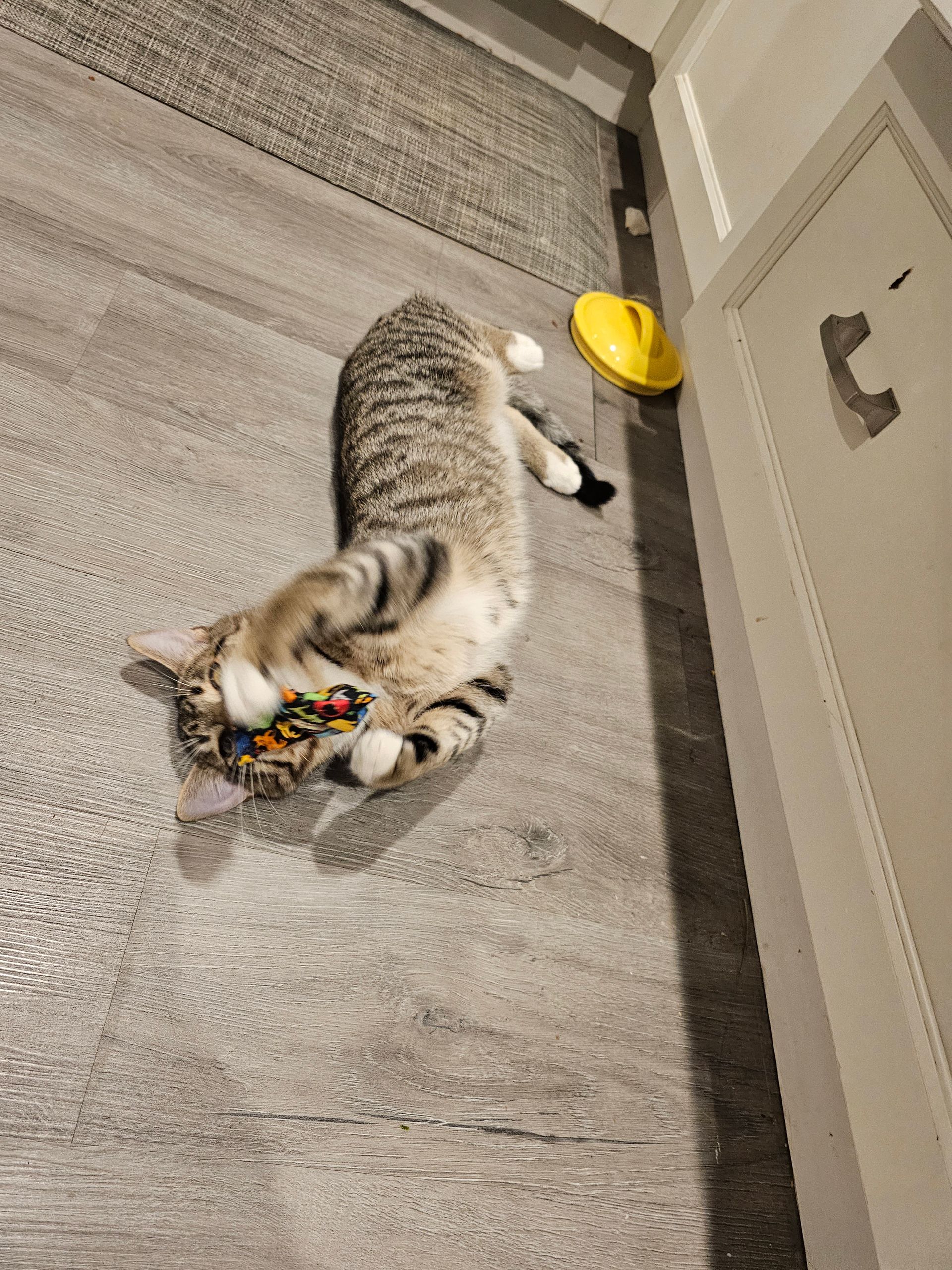 Tabby cat rolling on its back on a gray floor, near a yellow object and white door frame.