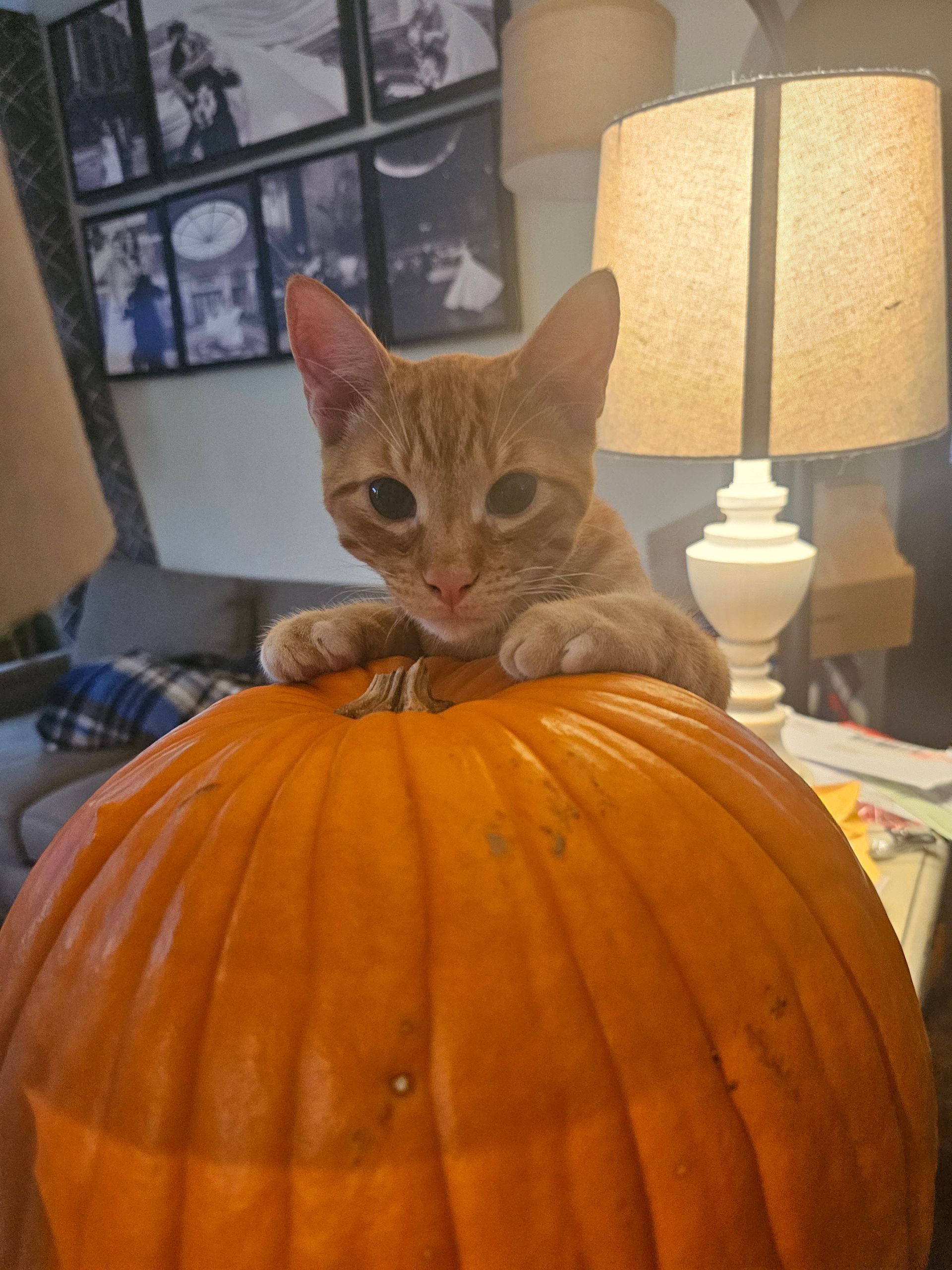 Orange tabby cat perched on a large pumpkin near a lamp.