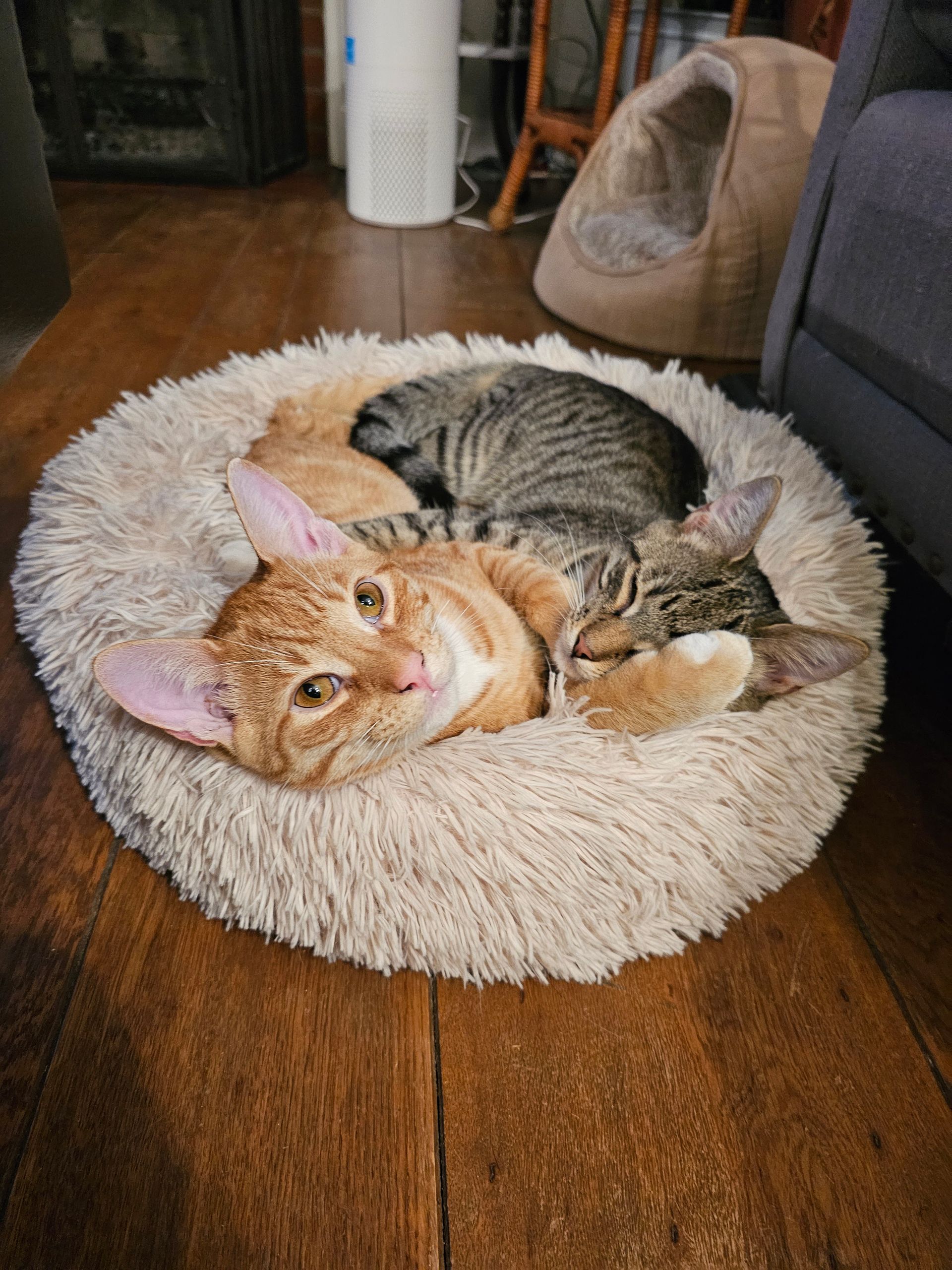 Two cats, orange and tabby, curled up together in a fluffy, round bed on a hardwood floor.