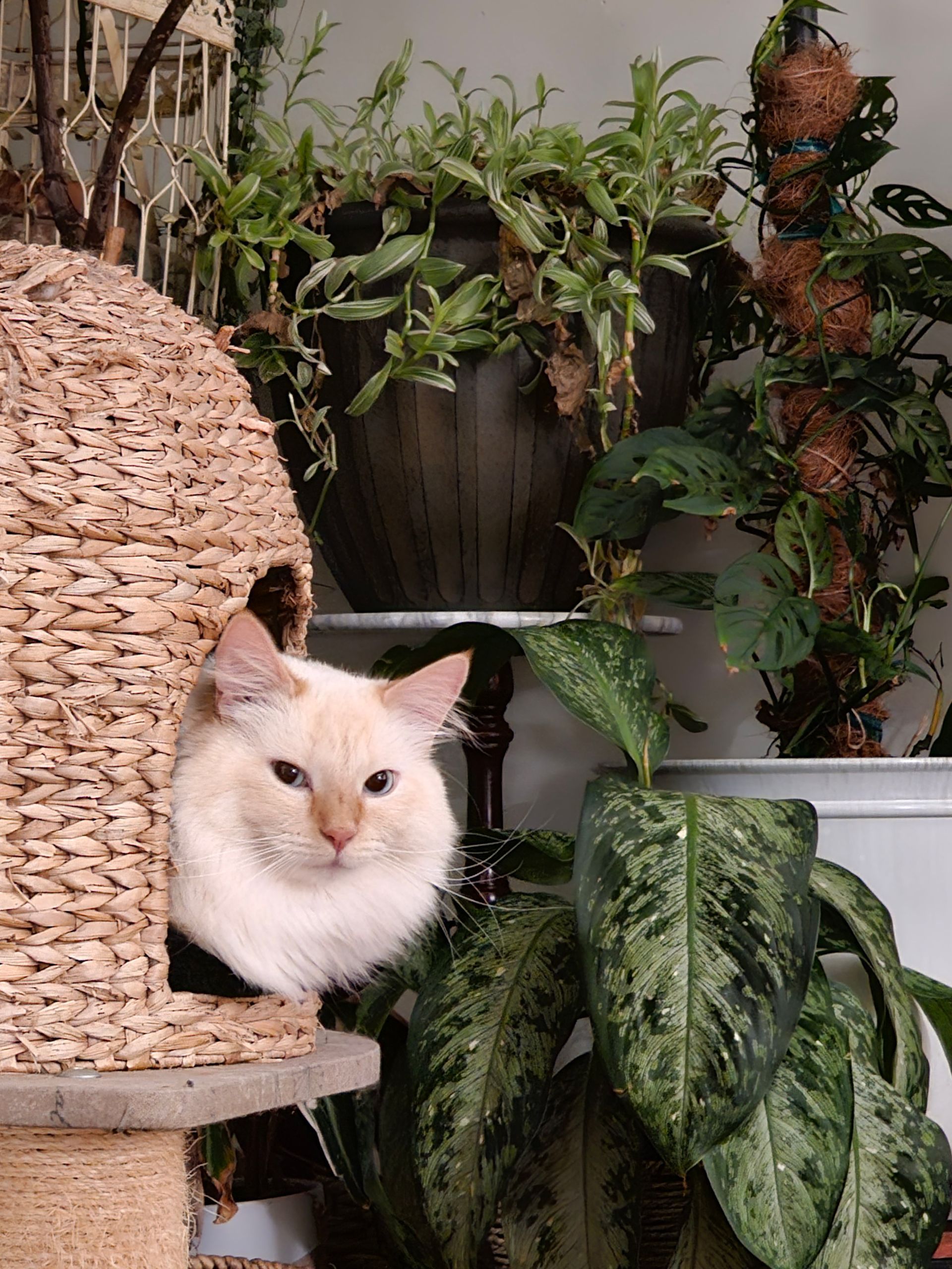 Cream-colored cat peeking from a woven cat house surrounded by indoor plants.
