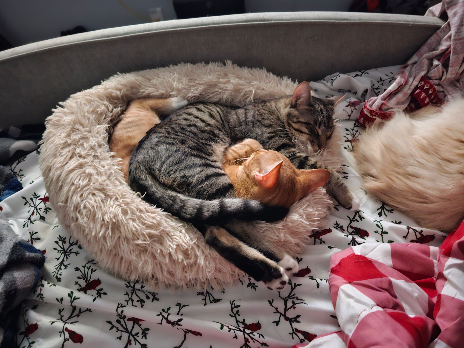 Two cats curled up asleep in a fluffy bed, surrounded by patterned bedding.