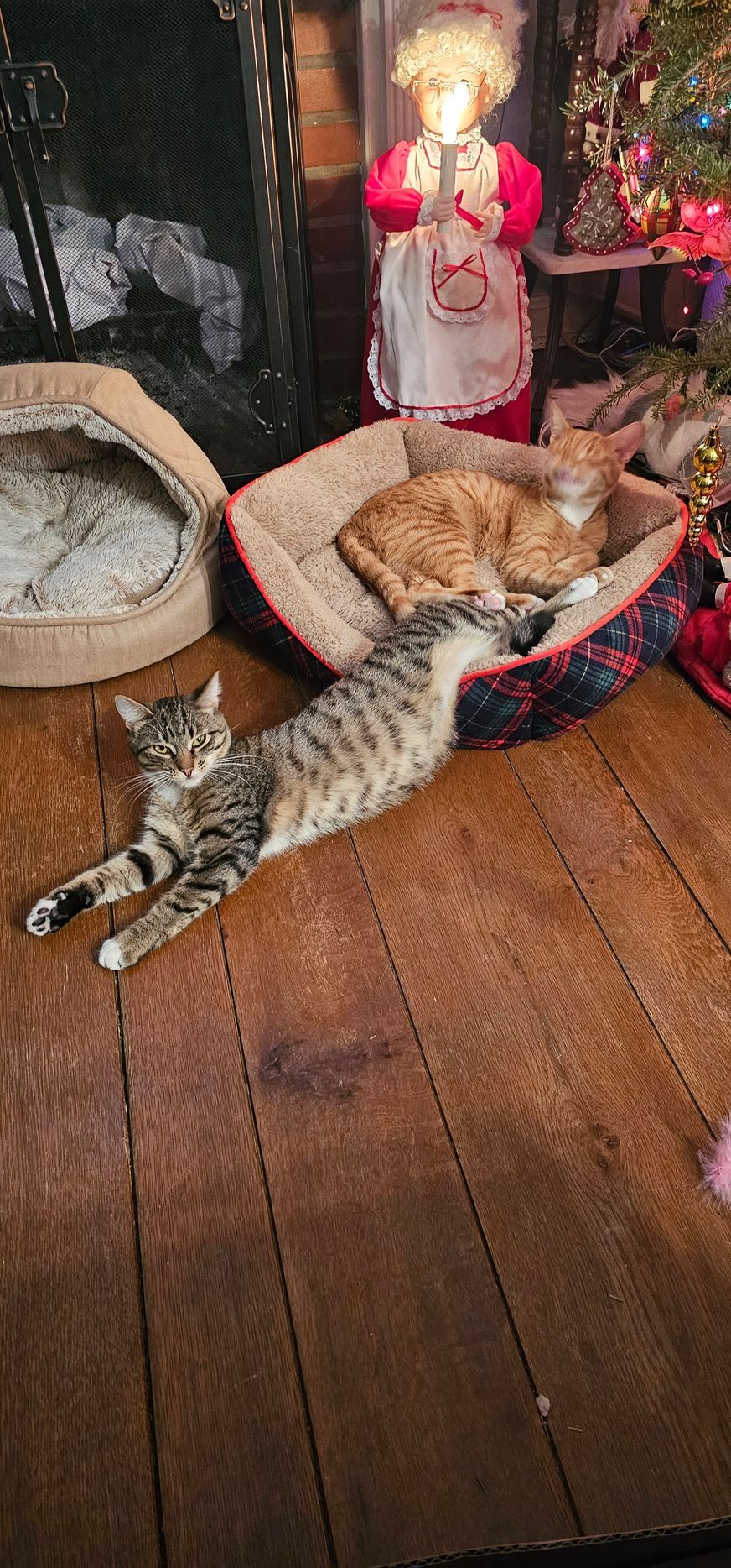 Two cats, one striped, stretched out on wooden floor; one orange, in cat bed. Statue and Christmas decor in background.