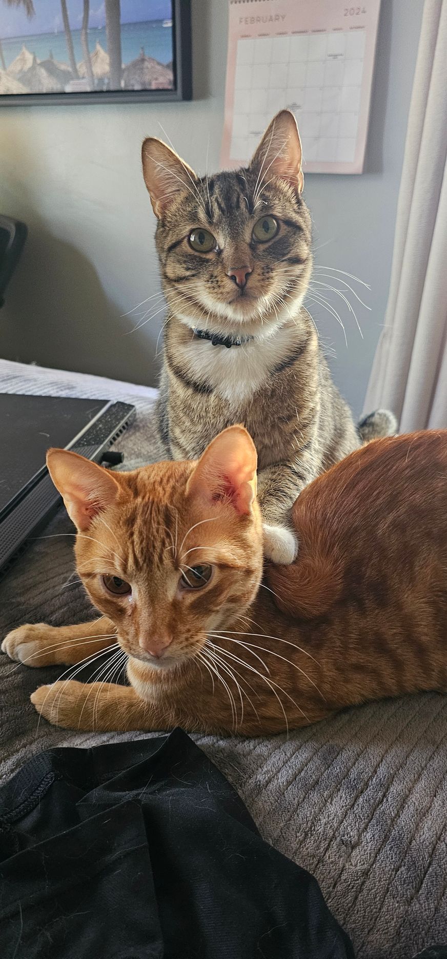Two cats: one orange, one tabby, are on a bed. The tabby is behind the orange cat.