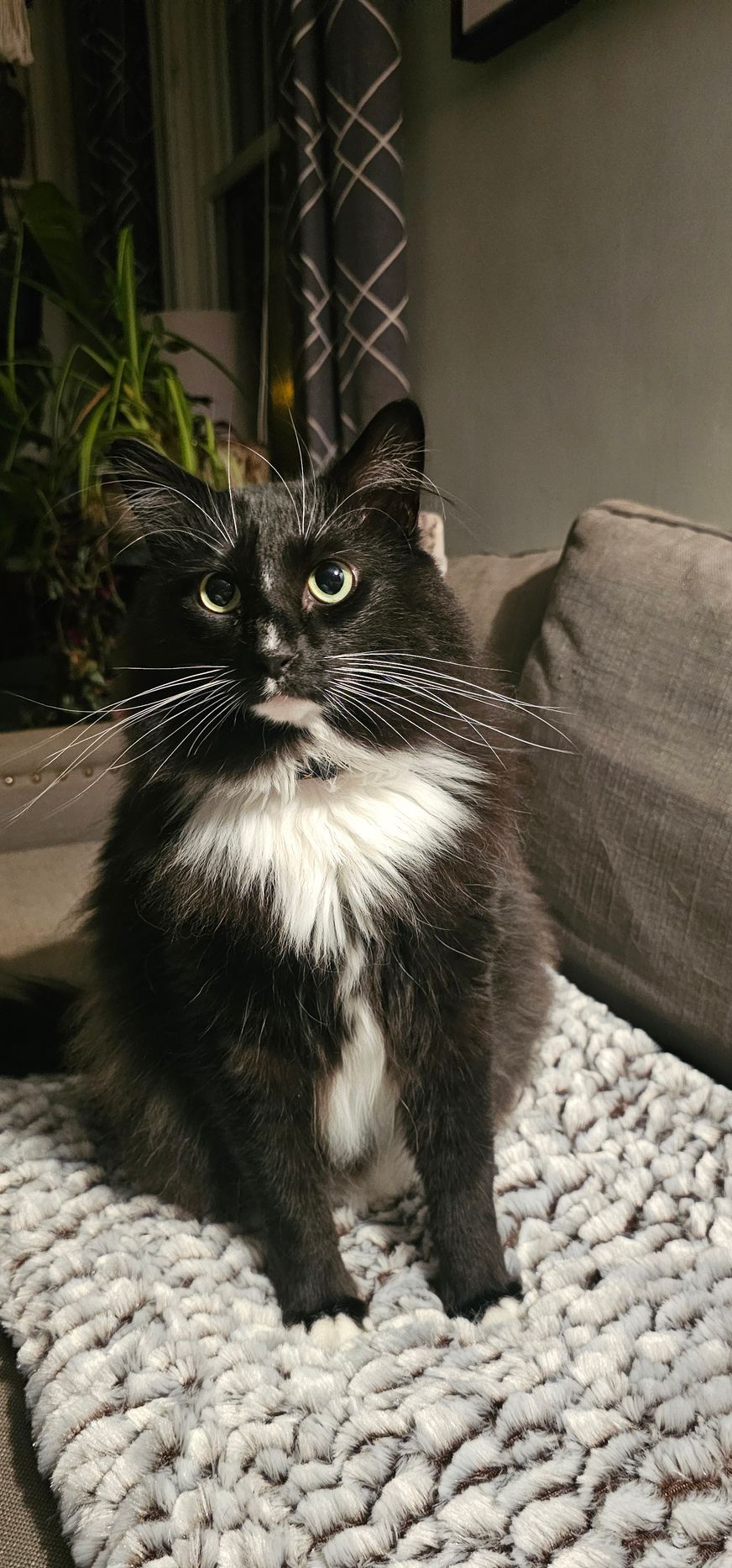 Black and white cat sits on a gray blanket, looking forward. The cat has long whiskers.