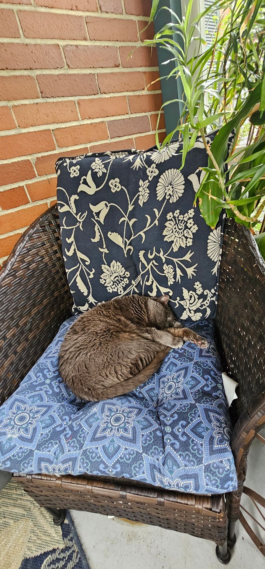A curled-up cat rests on a blue patterned cushion in a wicker chair.  Dark floral pillow behind.