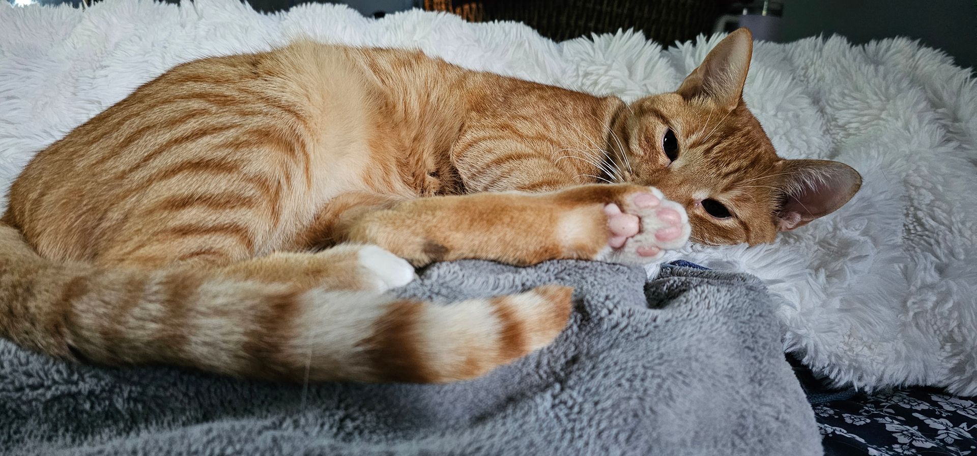 An orange tabby cat resting on a soft, fluffy blanket, with one paw in view.