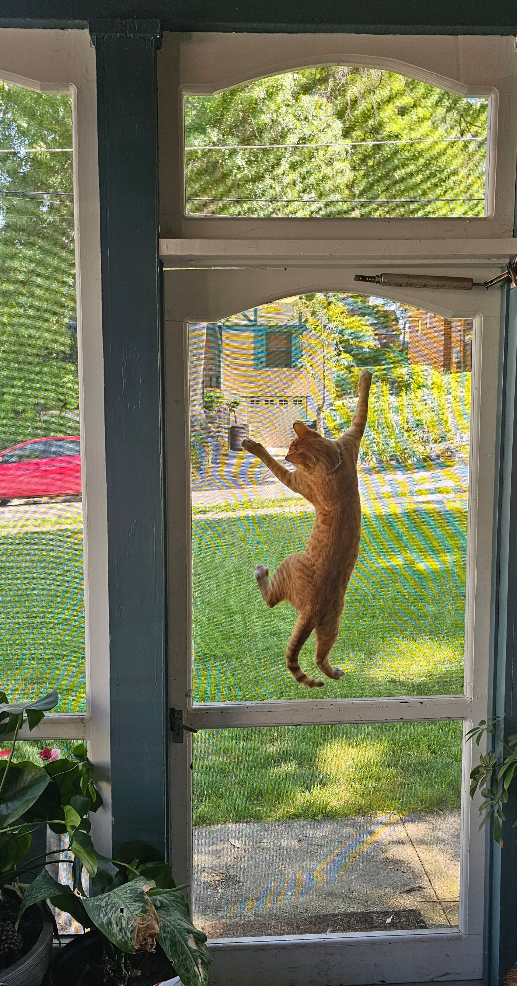 Orange cat climbing a screen door, reaching with front paws; green lawn and foliage visible outside.