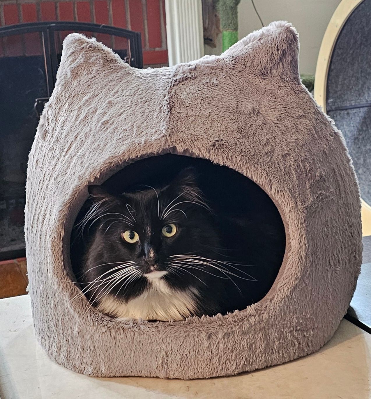 Black and white cat nestled inside a gray cat-shaped bed, looking forward.