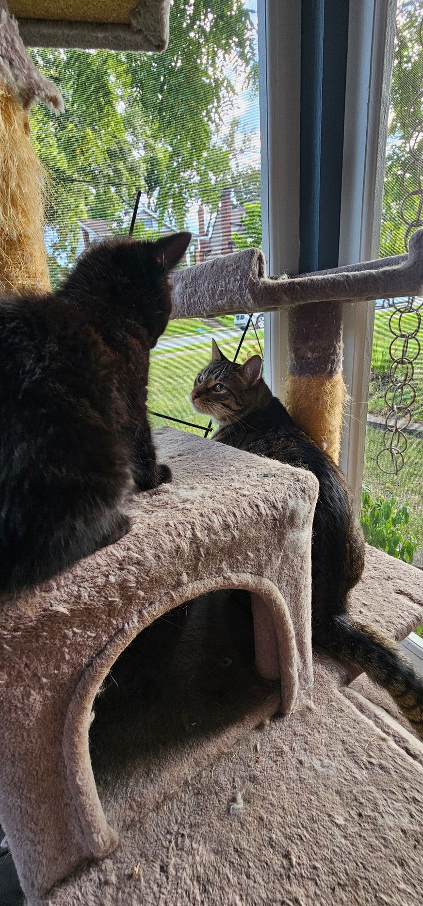 Two cats on a cat tree near a window. One black cat faces left, the other tabby cat faces right.