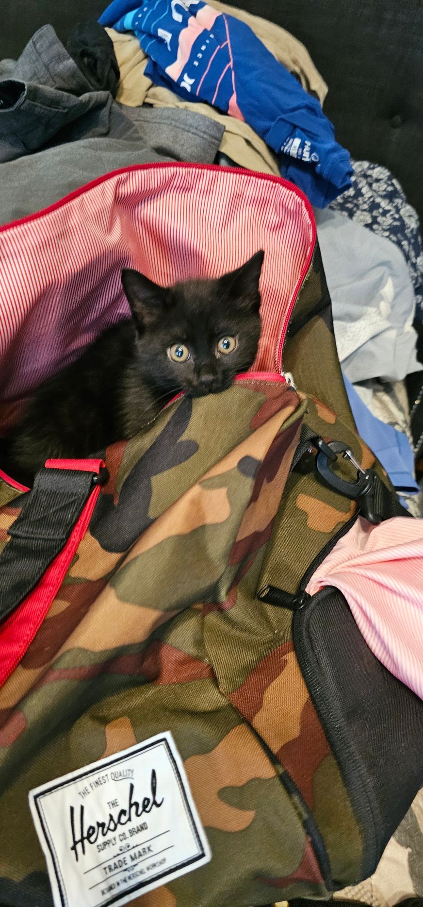 Black kitten peeking out of a camouflage bag, surrounded by clothes.
