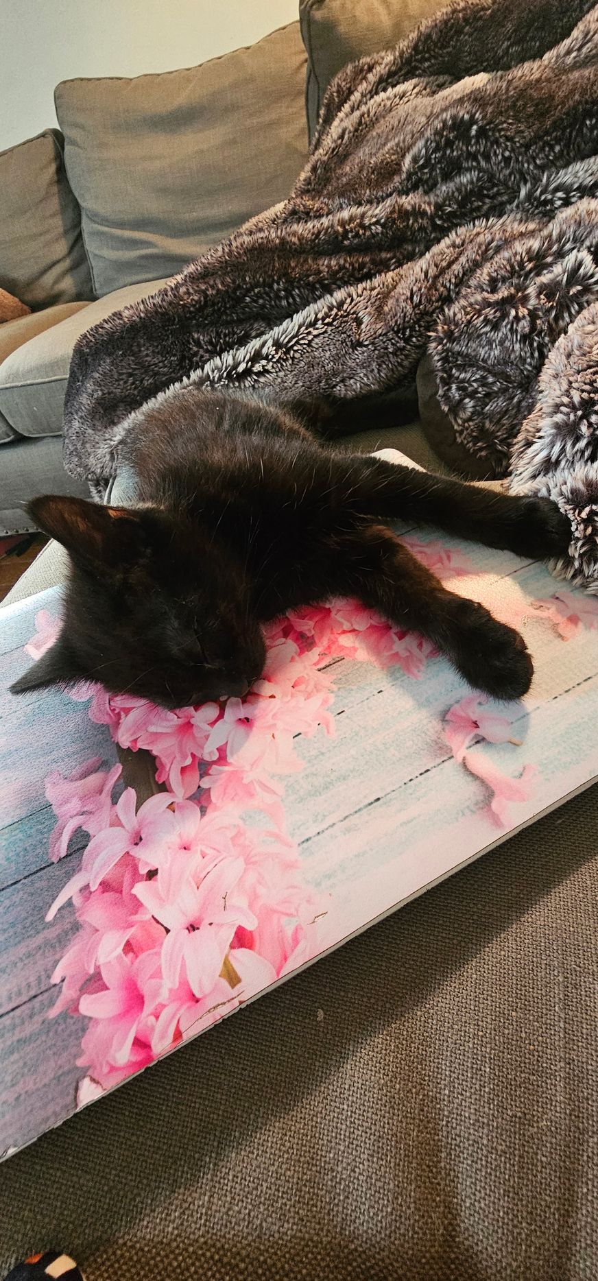 Black cat lying on a surface covered in pink flowers, near a brown blanket.