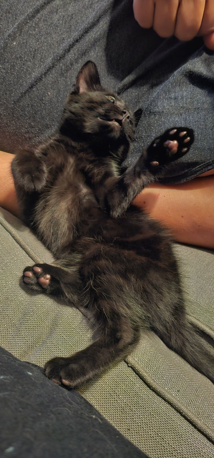 Black kitten lying on its back, paws outstretched, in someone's lap.