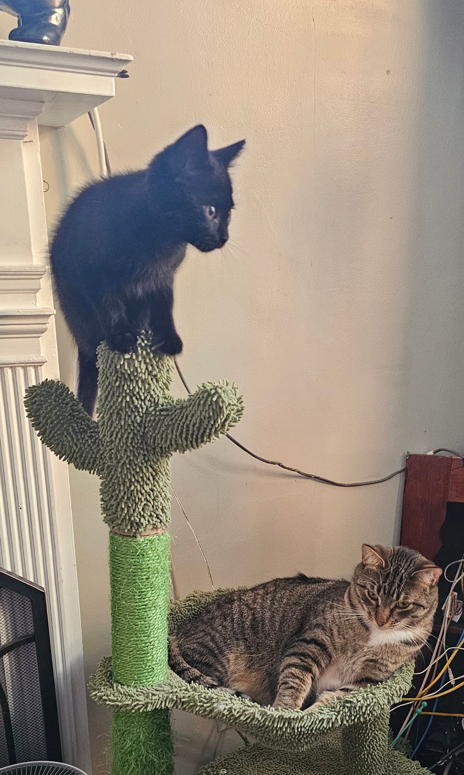 Black kitten perched atop a cactus cat tree, looking down at a tabby cat resting below.