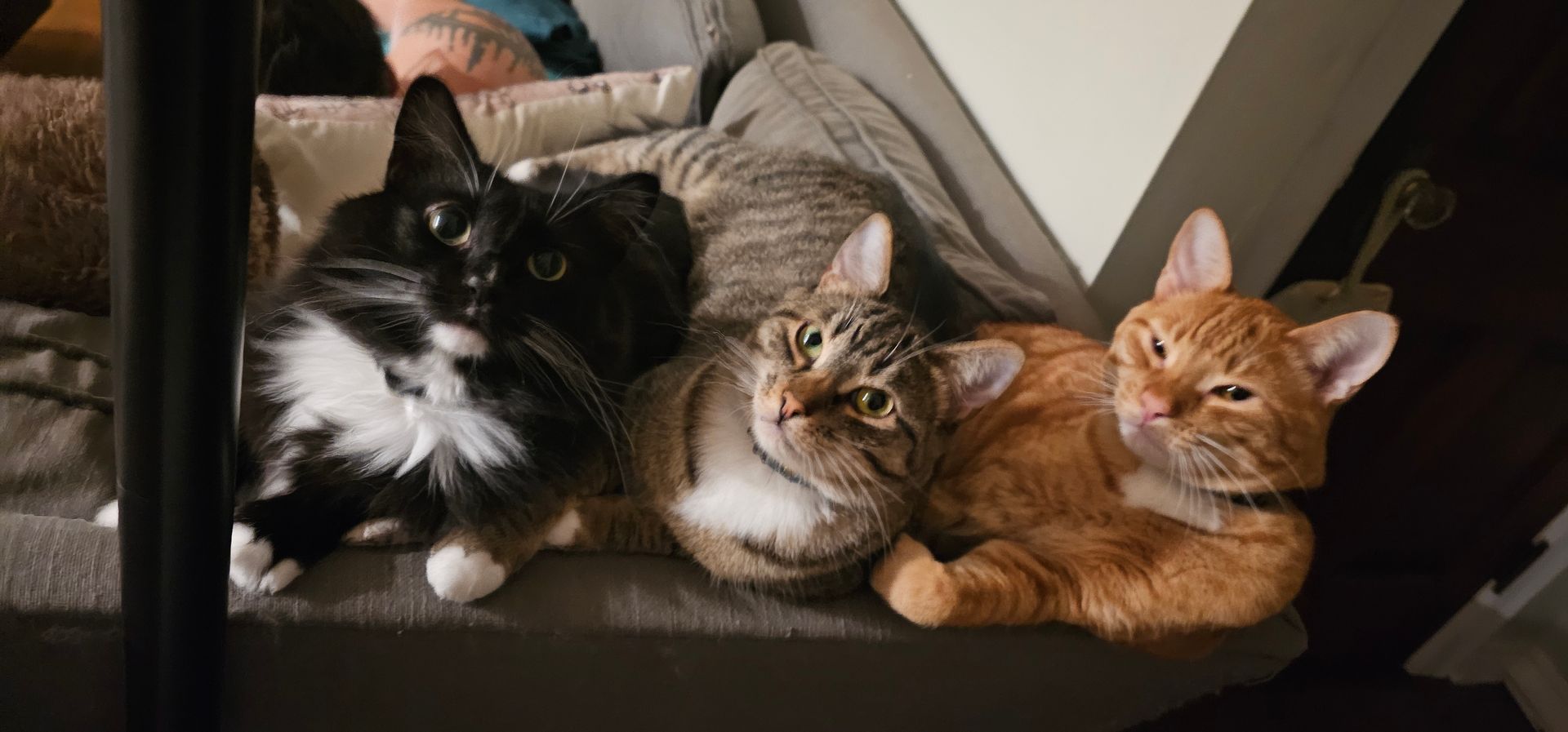 Three cats of different colors lying together on a gray surface.