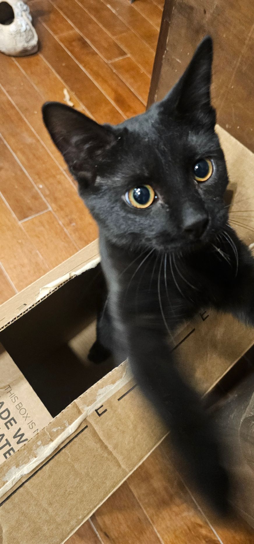 Black cat with golden eyes peers from a cardboard box, reaching towards the viewer.