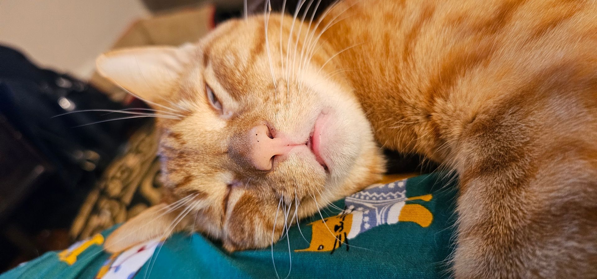 A sleeping orange cat with closed eyes drools, resting on a green and white fabric.